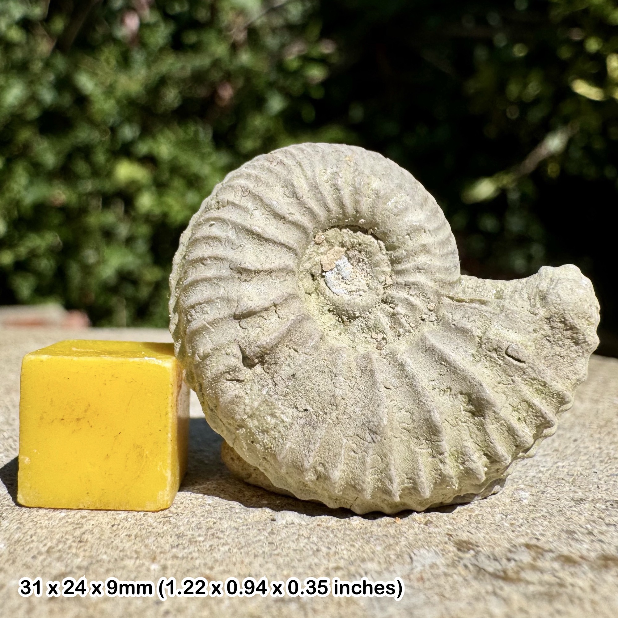 Cardioceras zalasense Fossil Ammonite Oxfordian Jurassic Poland Genuine Authentic Specimen