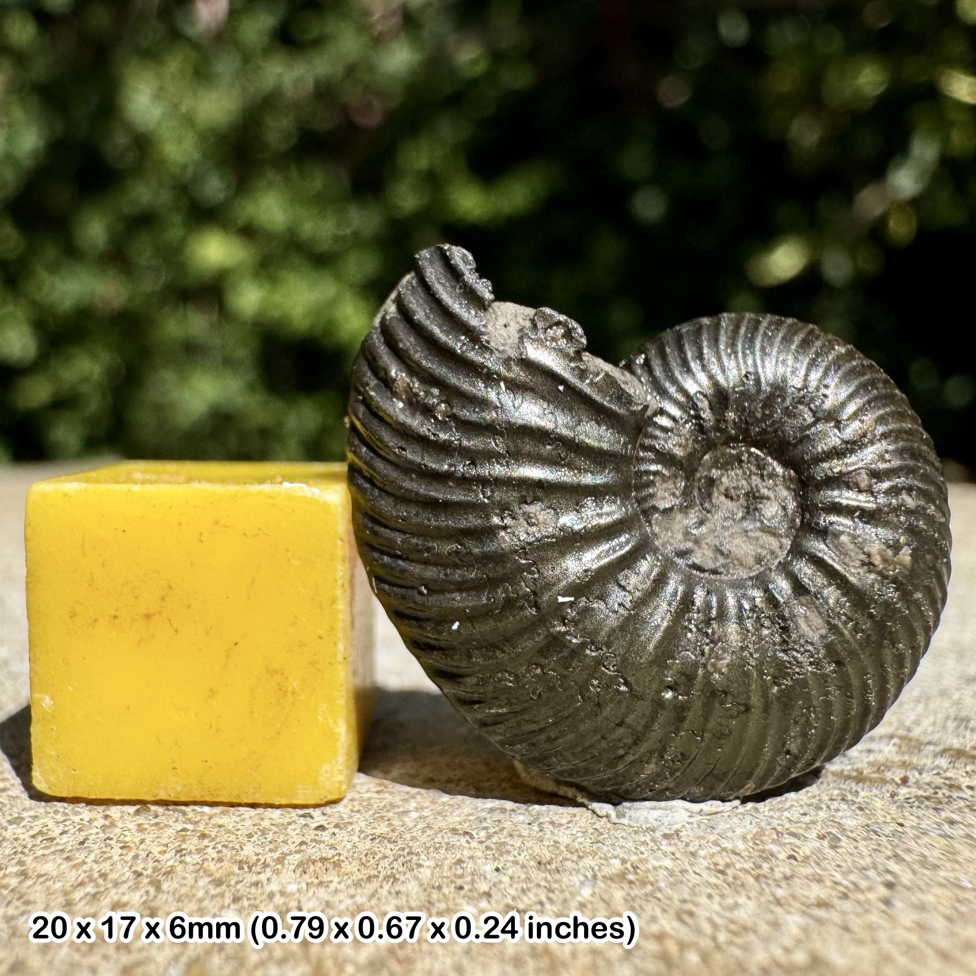 Quenstedtoceras messiaeni Fossil Ammonite Upper Callovian Jurassic Calvados France Authentic