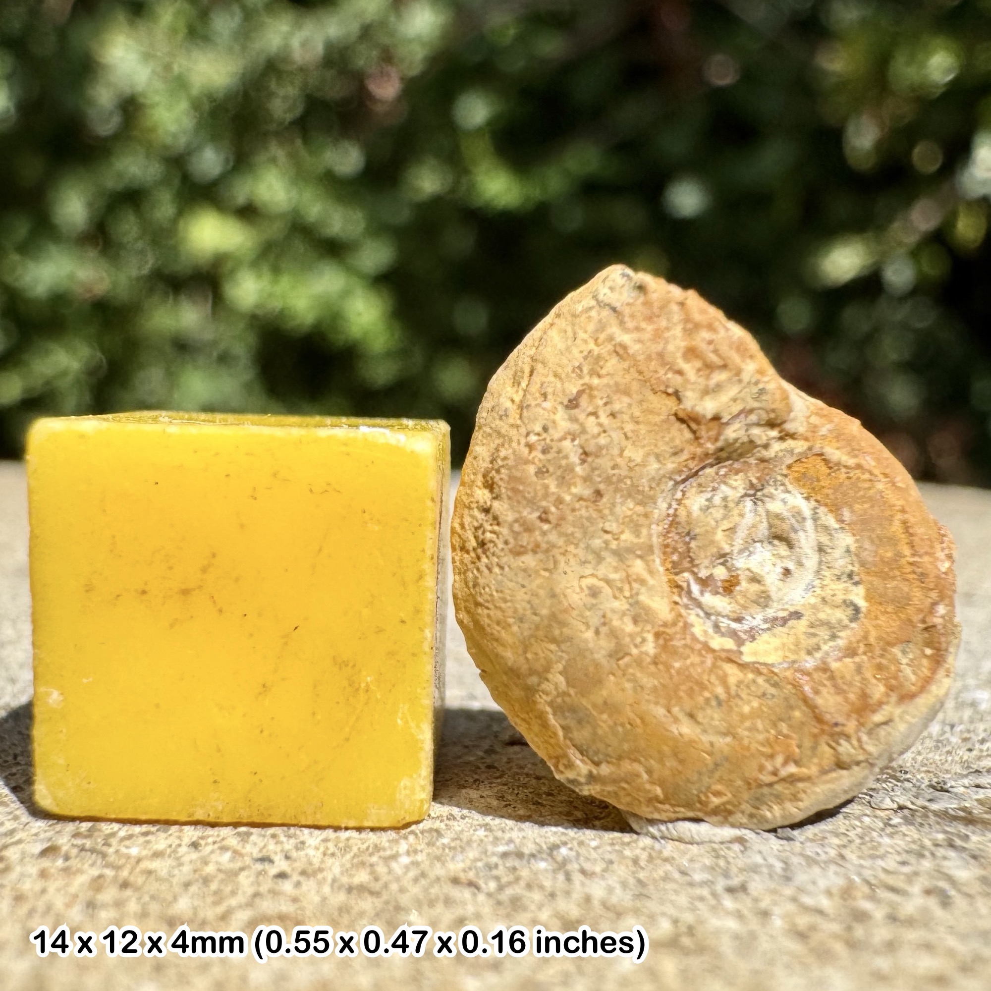 Cardioceras cordatum Fossil Ammonite Middle Oxfordian Jurassic Authentic France Specimen