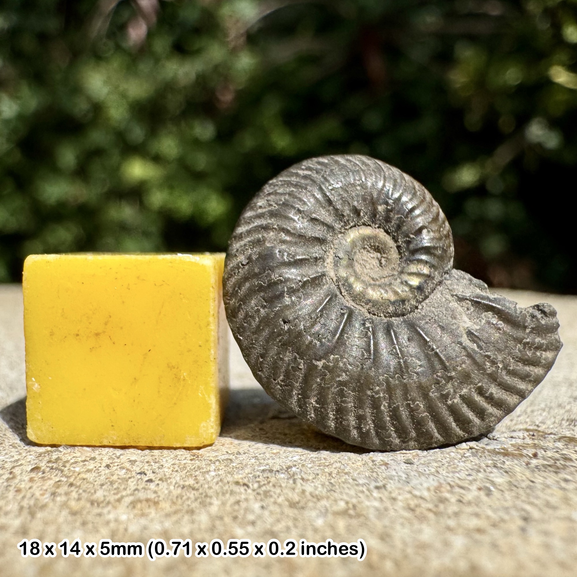 Lamberticeras lamberti Fossil Ammonite Upper Callovian Jurassic Authentic France Specimen