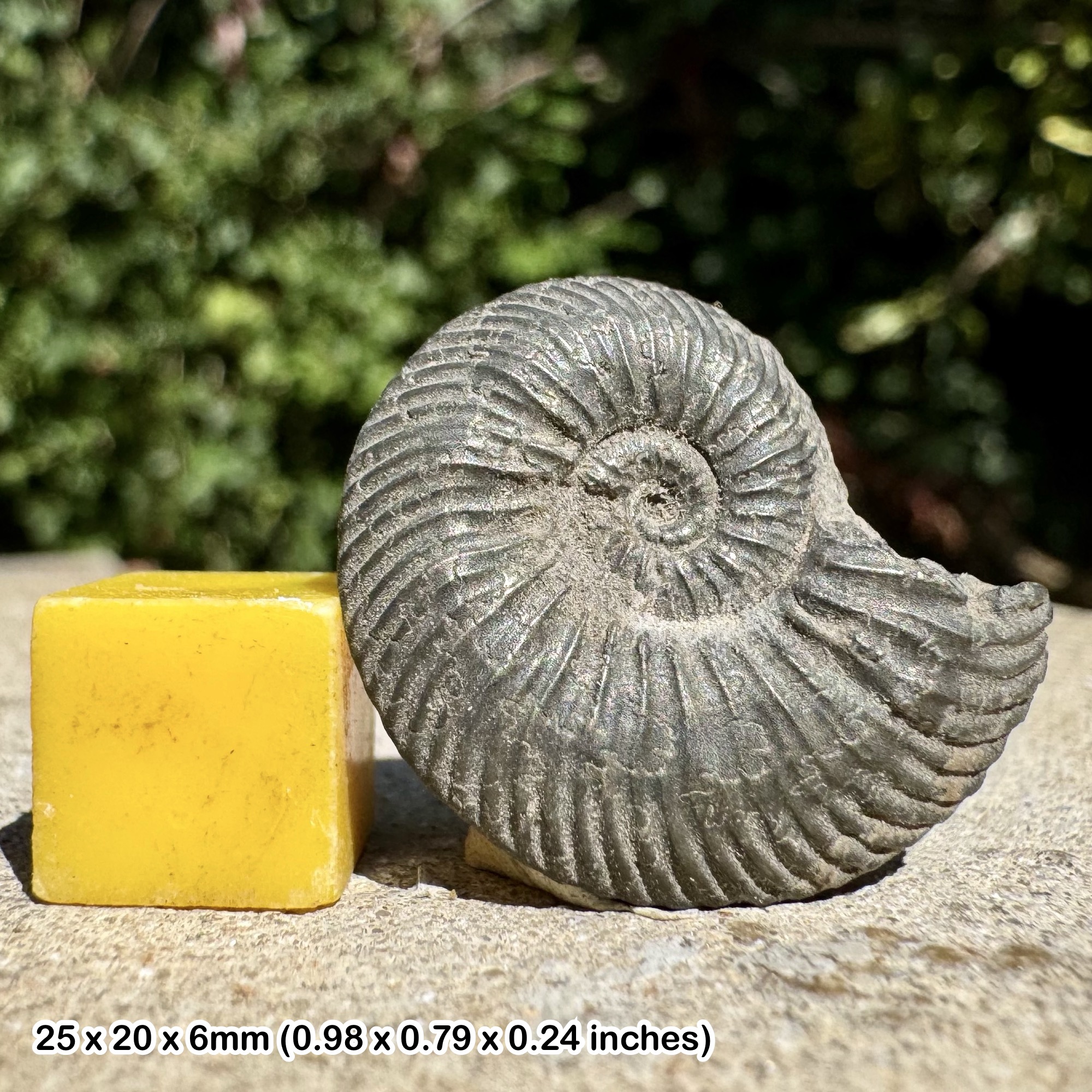 Lamberticeras lamberti Fossil Ammonite Upper Callovian Jurassic Authentic France Specimen