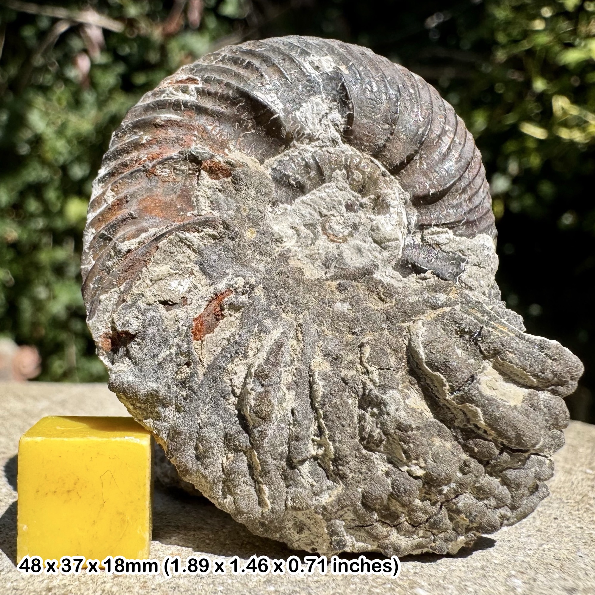 Quenstedtoceras paucicosta Fossil Ammonite Upper Callovian Jurassic Weymouth UK