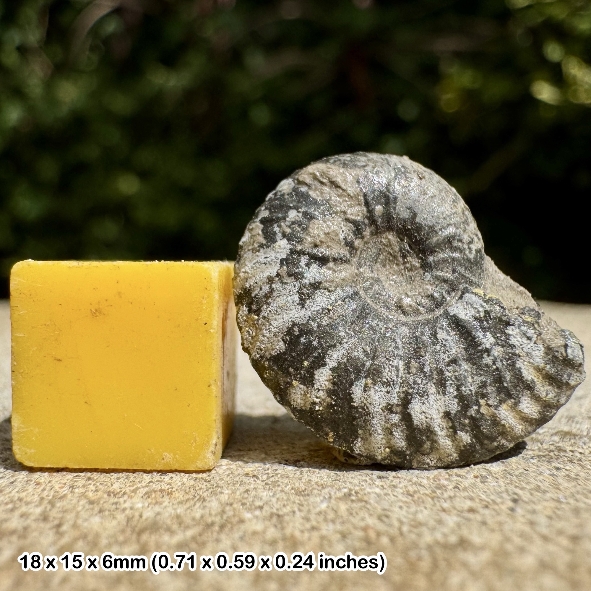 Quenstedtoceras lamberti Fossil Ammonite Oxfordian Jurassic Tidmoor Point Dorset UK