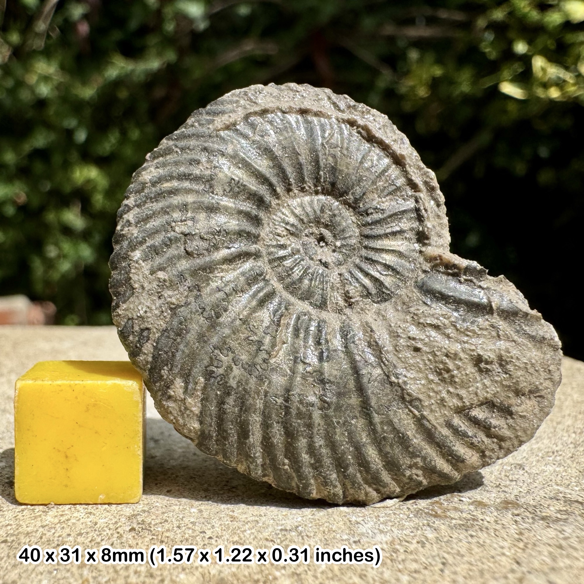 Lamberticeras lamberti Fossil Ammonite Upper Callovian Jurassic Villeurs France