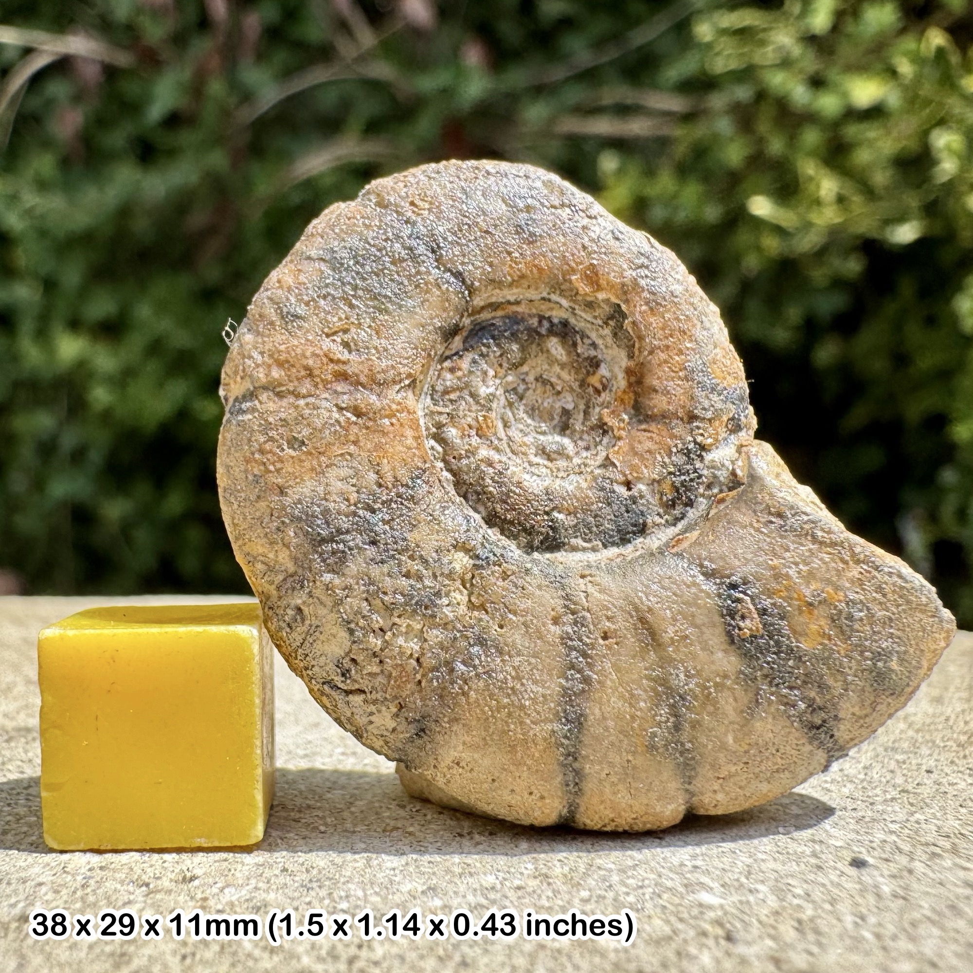 Alocolytoceras Fossil Ammonite Toarcian Jurassic Bakrit Morocco Genuine Specimen