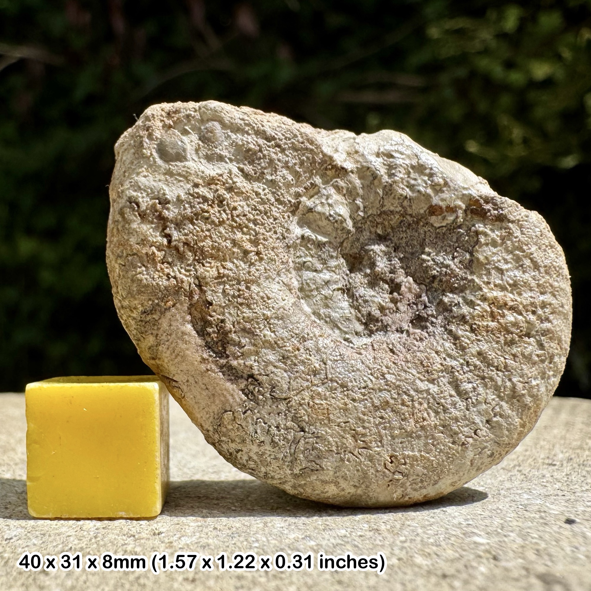 Alocolytoceras Fossil Ammonite Toarcian Jurassic Bakrit Morocco Genuine Specimen