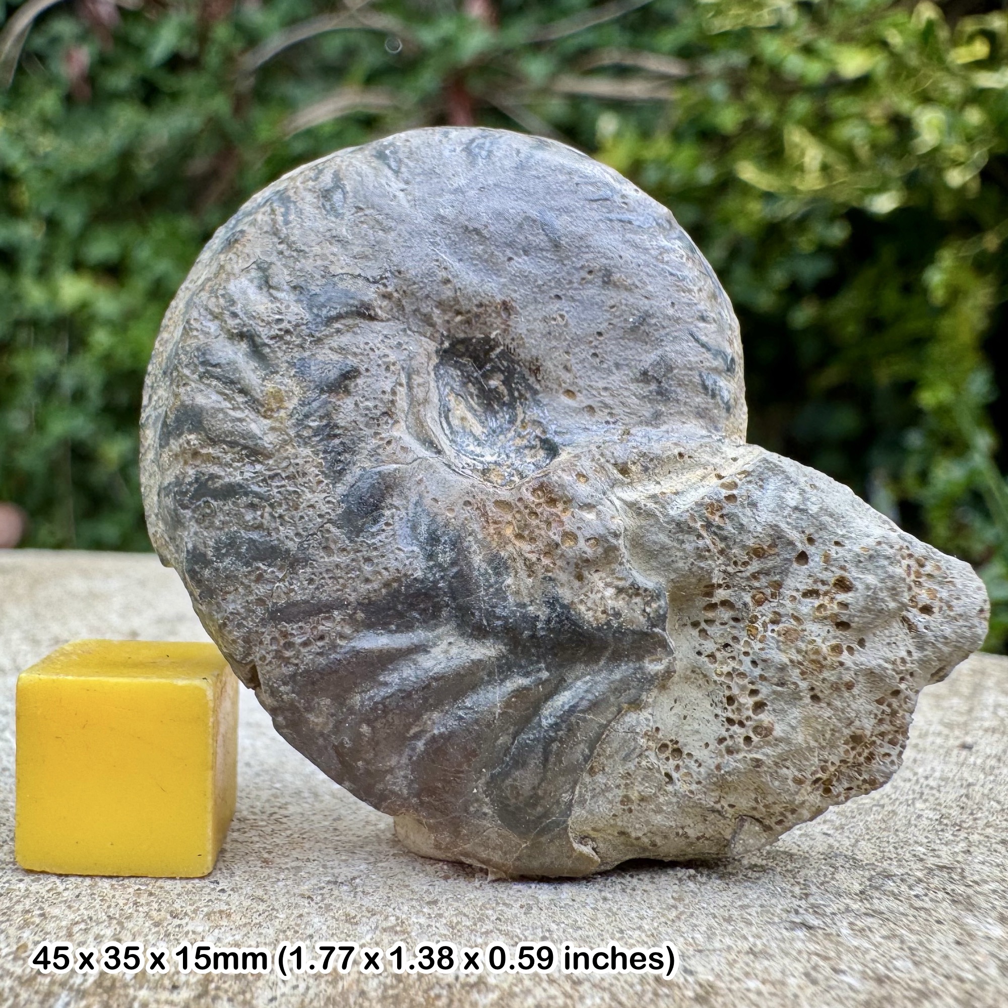 RARE Neoprionoceras rauracum Ammonite Fossil Callovian Jurassic Bavaria Germany