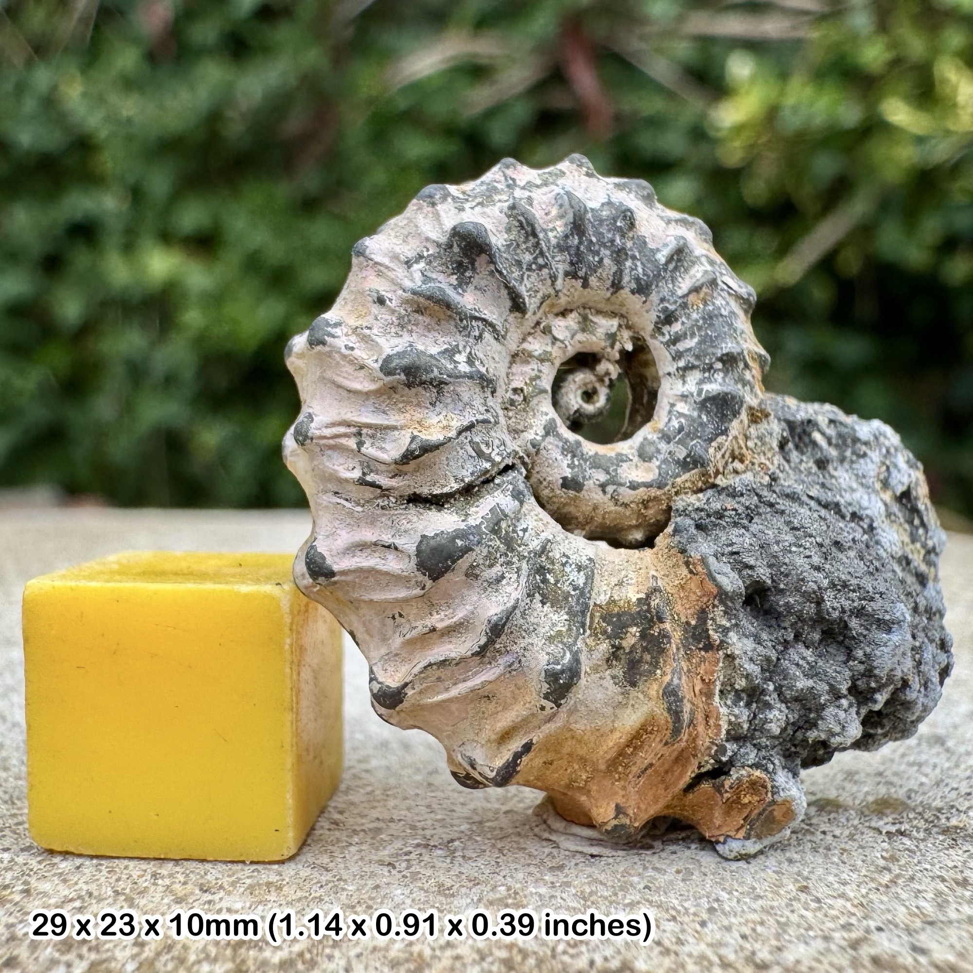 RARE Epikosmoceras fuchzi Ammonite Fossil Middle Callovian Jurassic Ryazan Russia