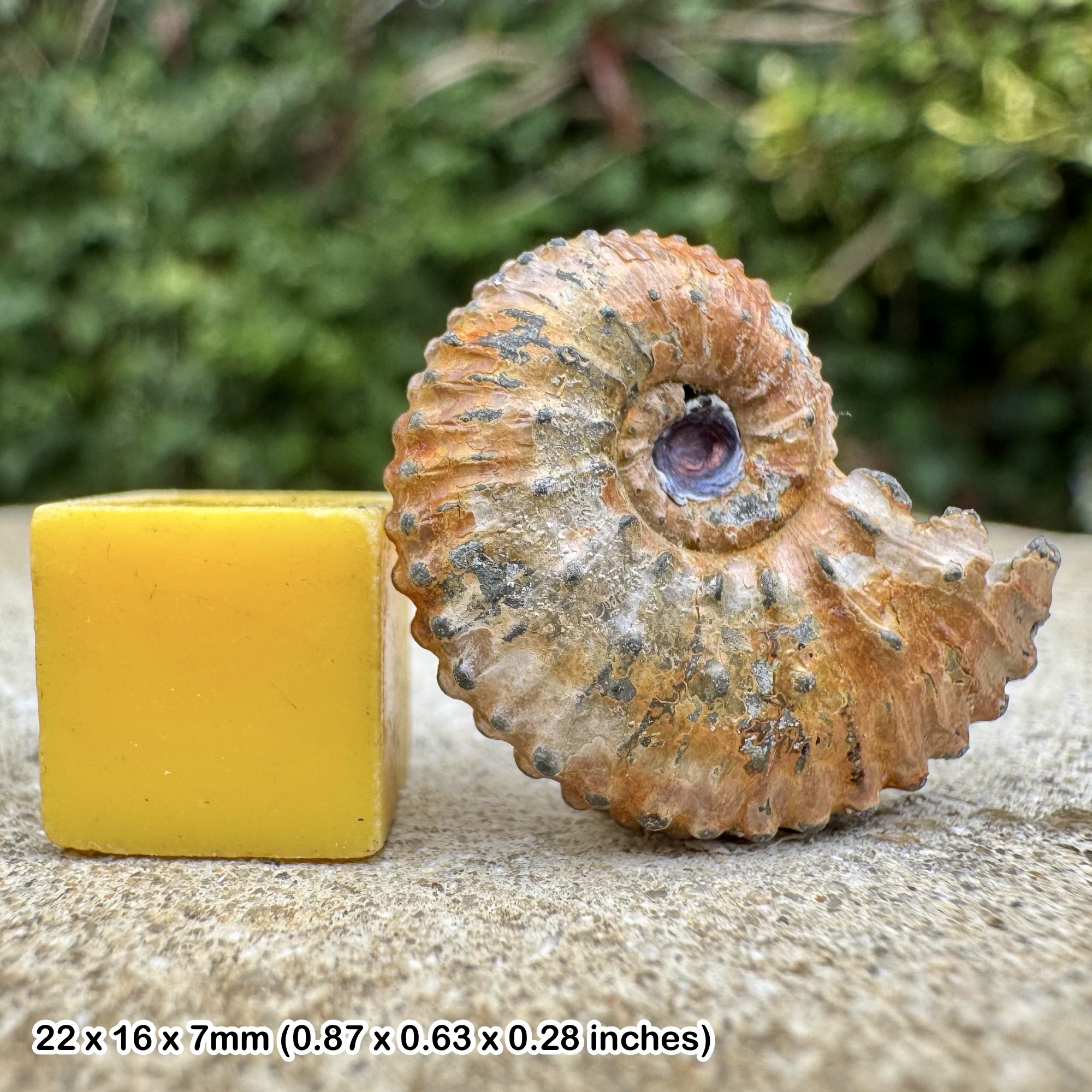 RARE Kosmoceras Spinikosmoceras aculeatum Ammonite Fossil Middle Callovian Jurassic Russia