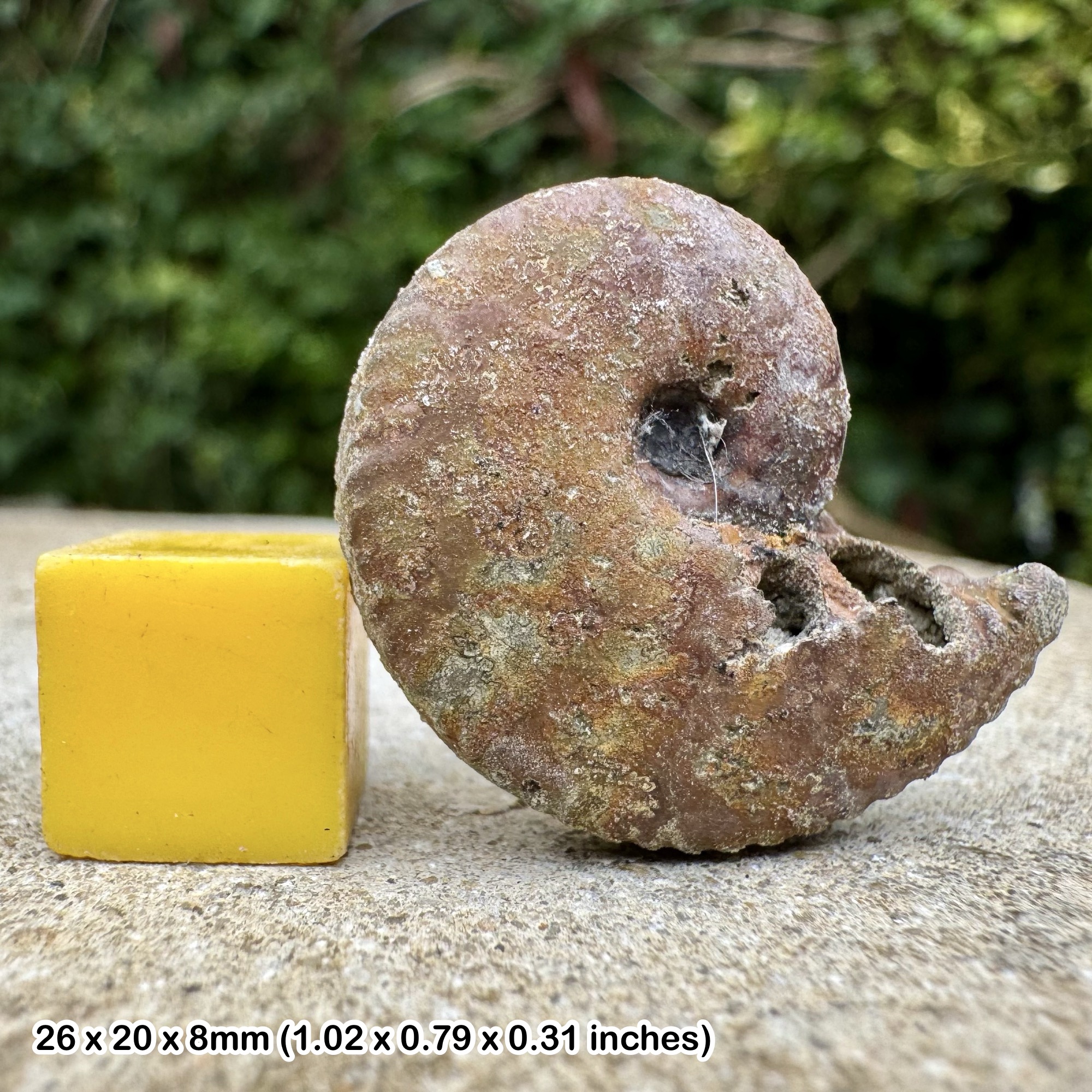 Anahoplites planus Ammonite Fossil Rare Gault Clay Albian Cretaceous UK COA