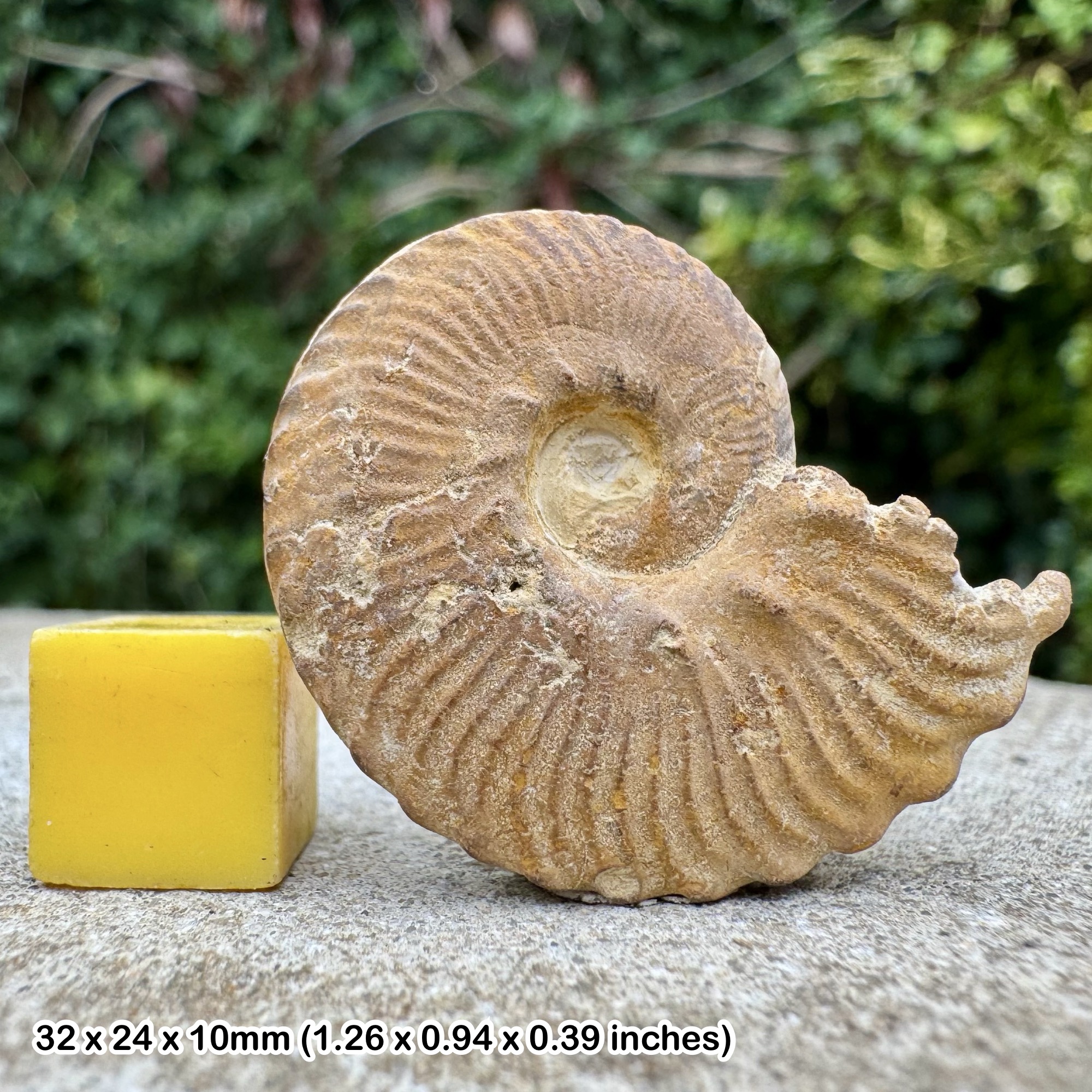 Euhoplites alphalautus Ammonite Fossil Rare Gault Clay Albian Cretaceous UK COA