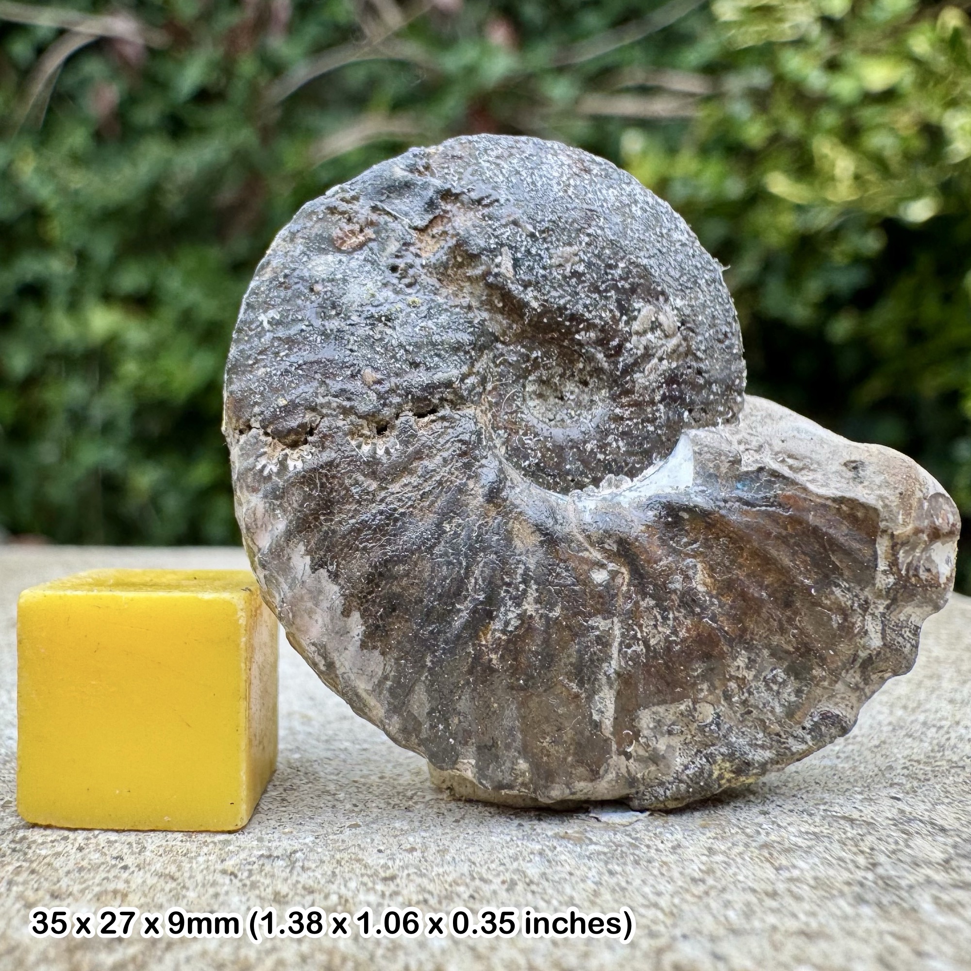 Lepthoplites falcoides Ammonite Fossil Rare Gault Clay Albian Cretaceous UK COA