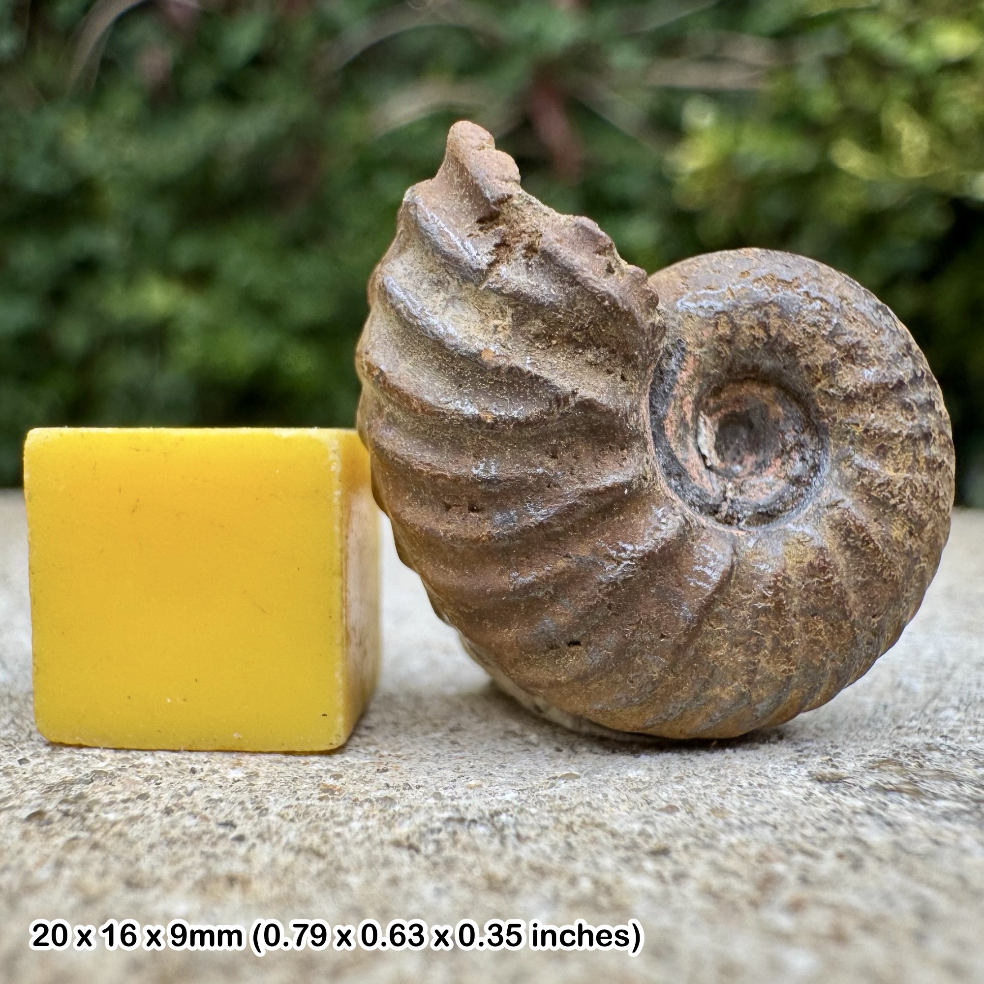 Juvenile Hoplitids Ammonite Fossil Rare Middle Albian Cretaceous Aube France COA