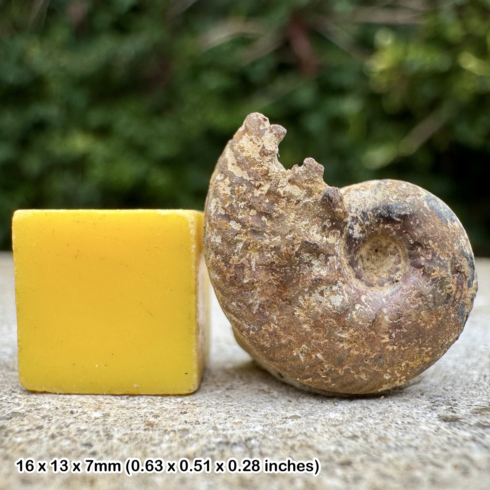 Juvenile Hoplitids Ammonite Fossil Rare Middle Albian Cretaceous Aube France COA