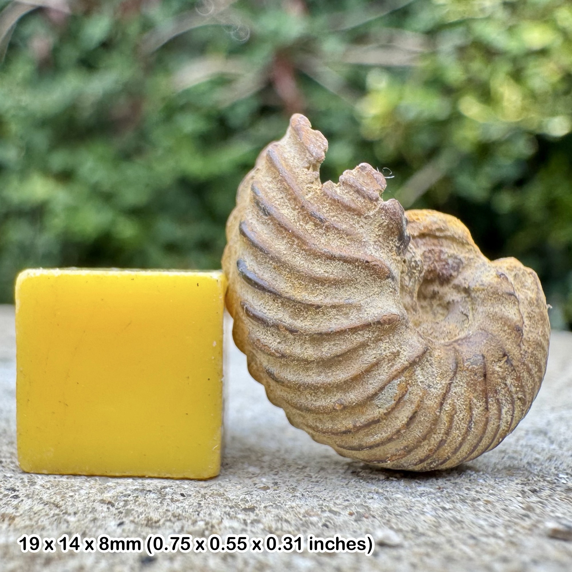 Juvenile Hoplitids Ammonite Fossil Rare Middle Albian Cretaceous Aube France COA