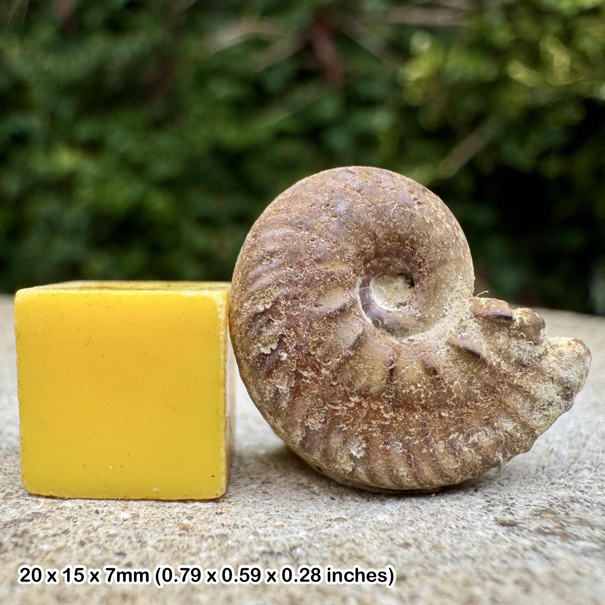 Juvenile Hoplitids Ammonite Fossil Rare Middle Albian Cretaceous Aube France COA