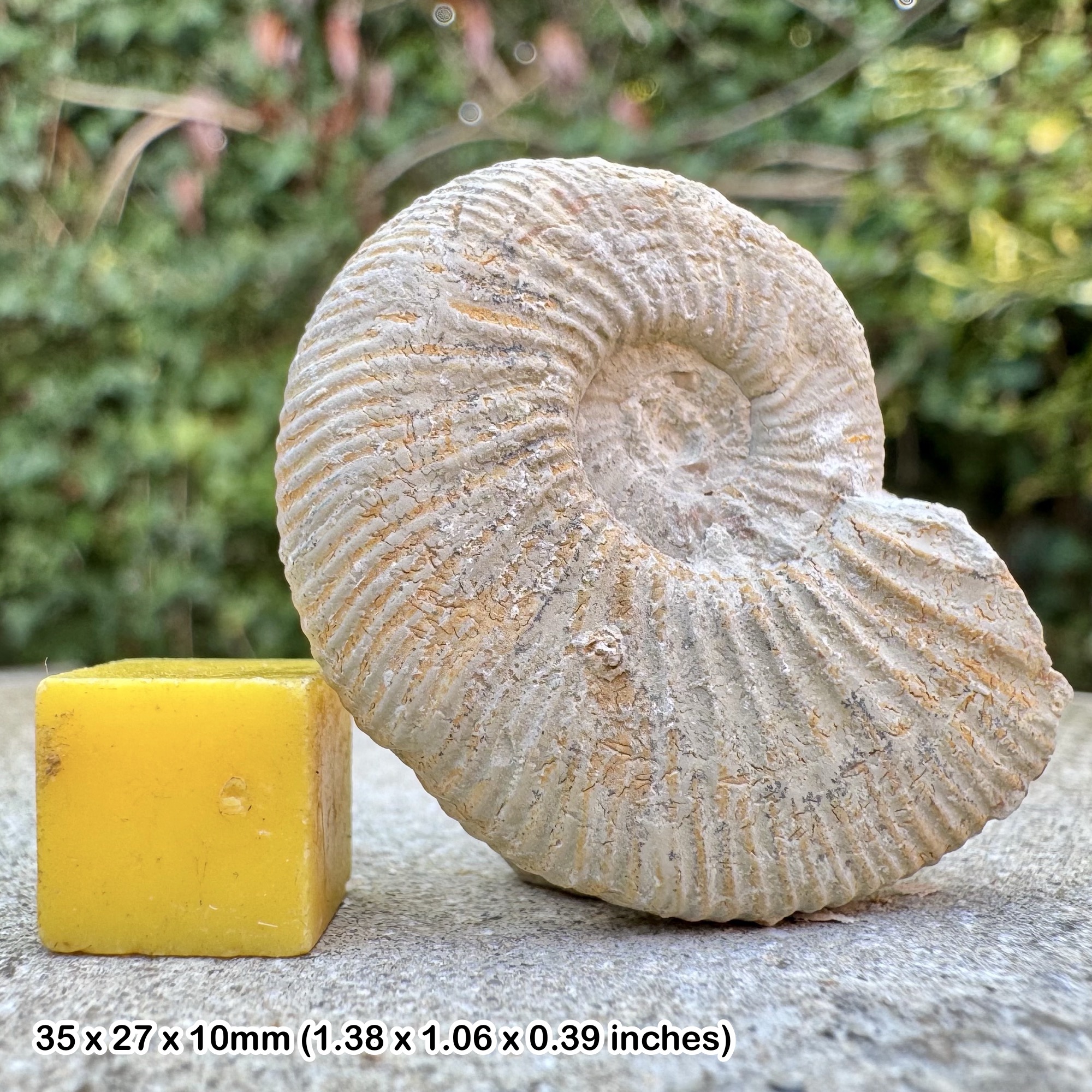 Rare Fossil Ammonite Kosmoceras kuklicum Jurassic Callovian Heiznach Switzerland COA