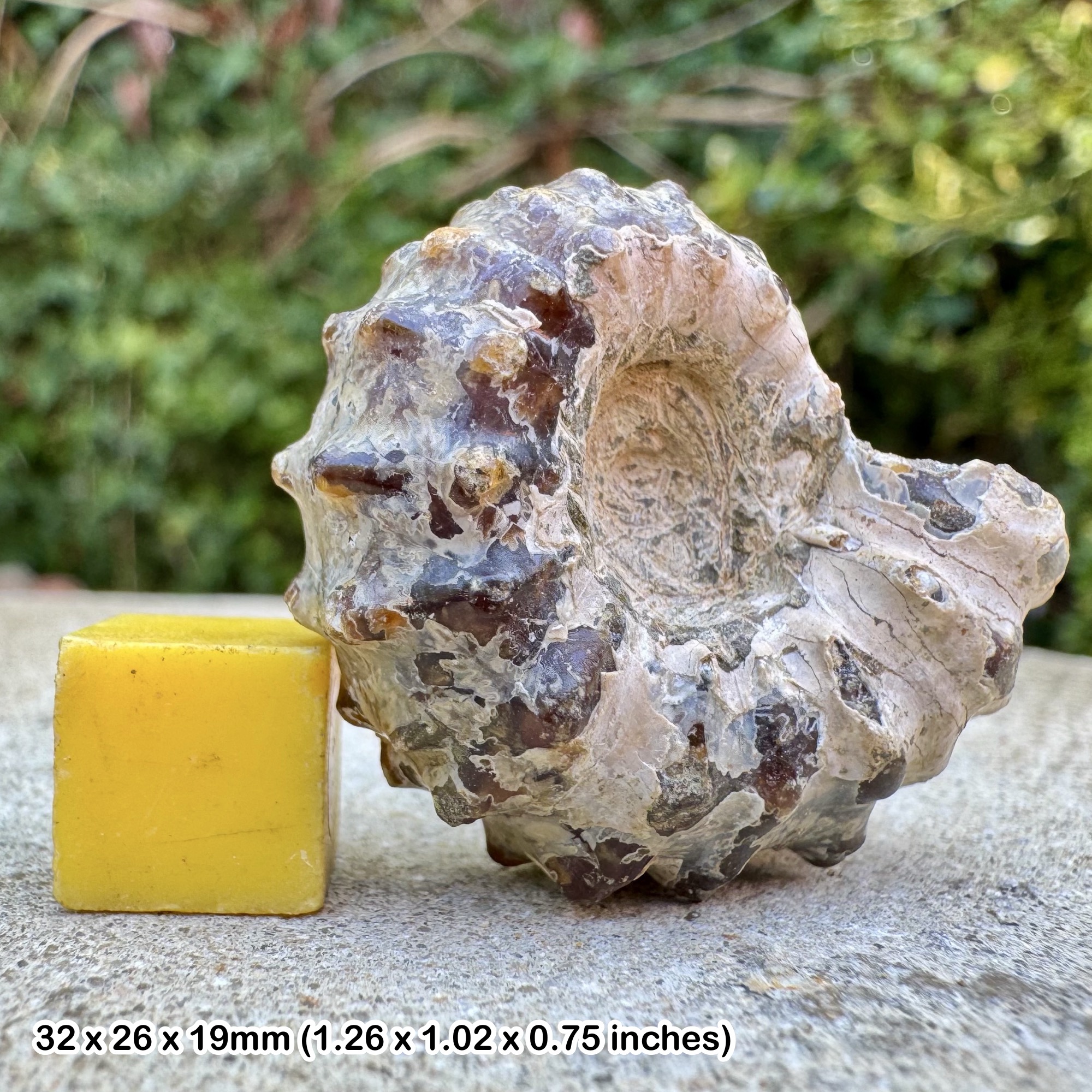 Fossil Ammonite Douvilleiceras mammillatum Lower Albian Cretaceous France Genuine Specimen