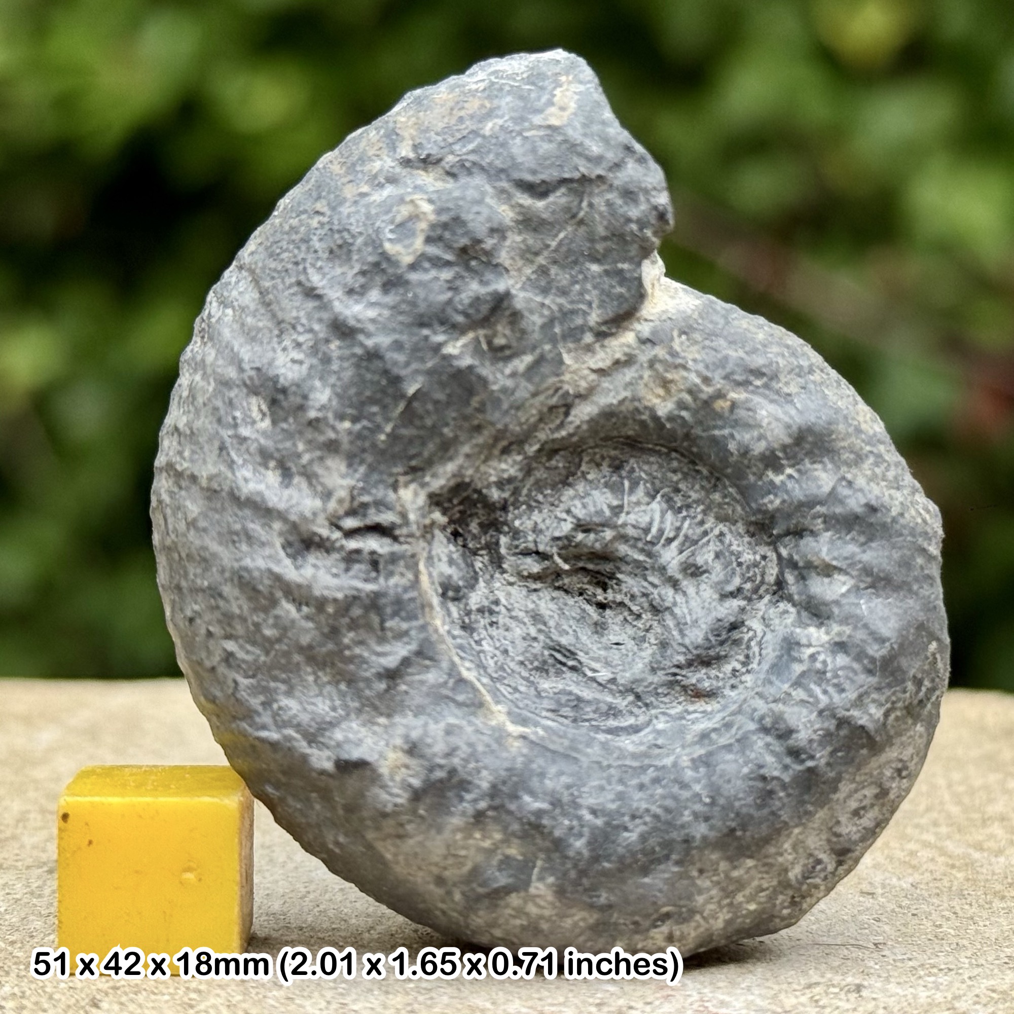 Rare Hypacanthoplites milletianus Ammonite Fossil Lower Albian Cretaceous France Certified