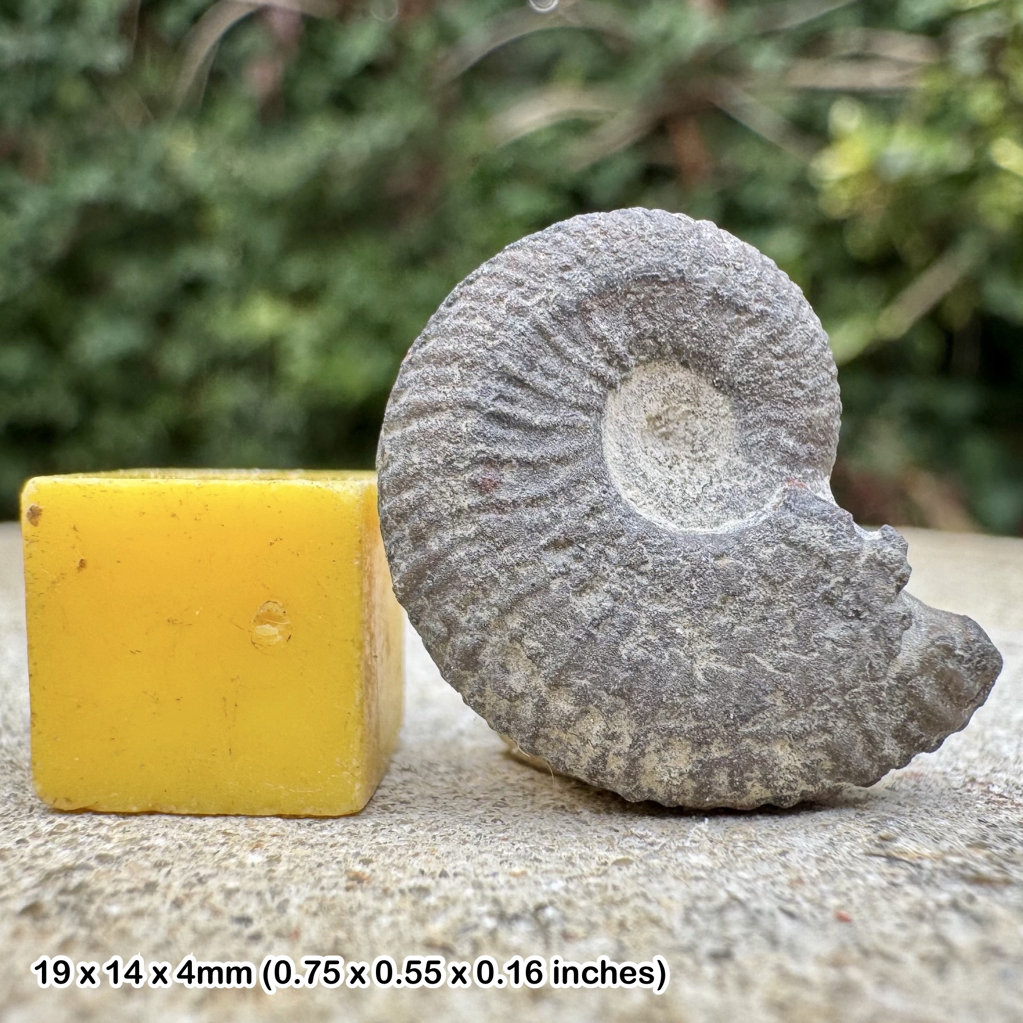 Deshayesites Deshayesi Ammonite Fossil Middle Albian Cretaceous Aube France Certified Specimen