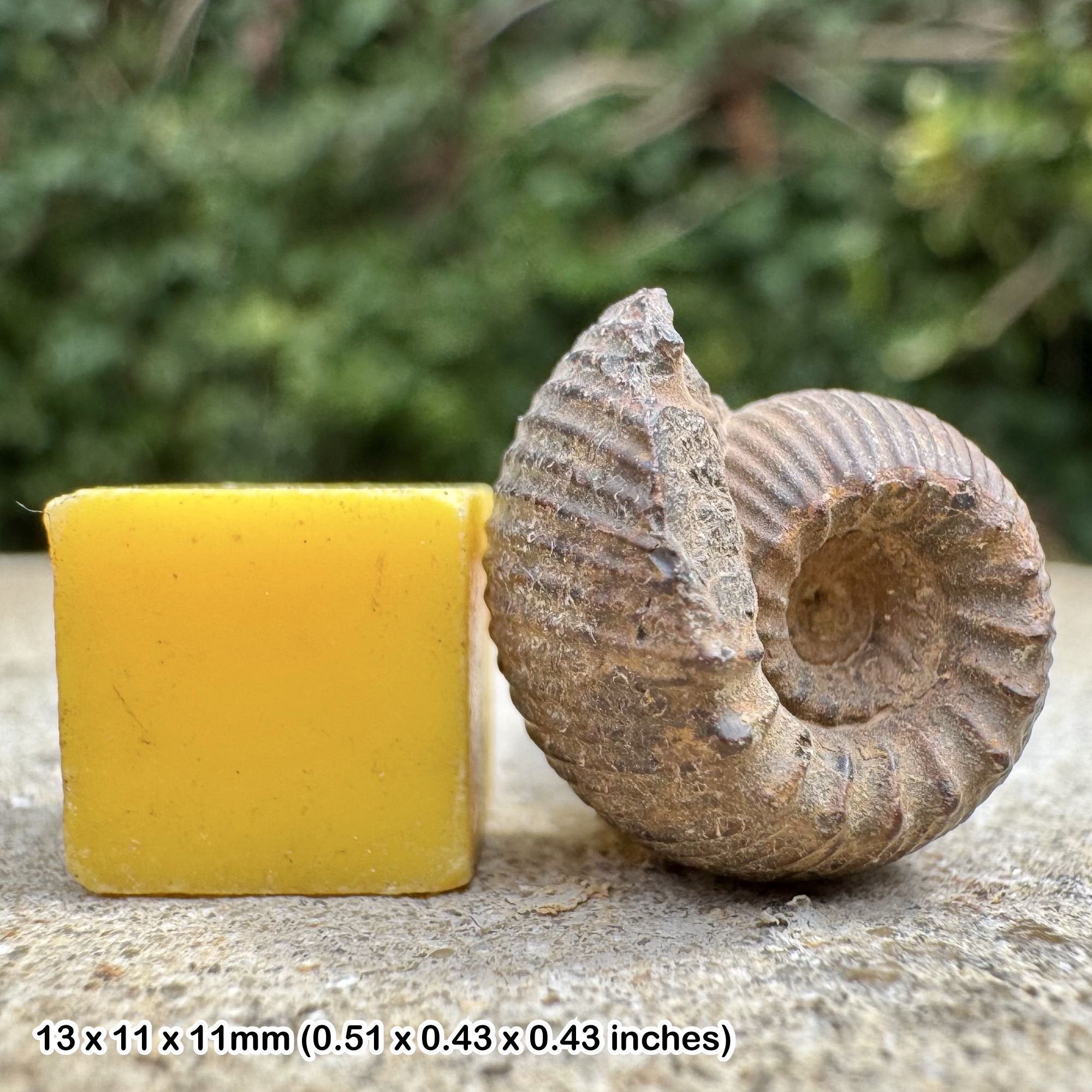 Olcostephanus asterias Ammonite Fossil Upper Valanginian Cretaceous Morocco Genuine Certified
