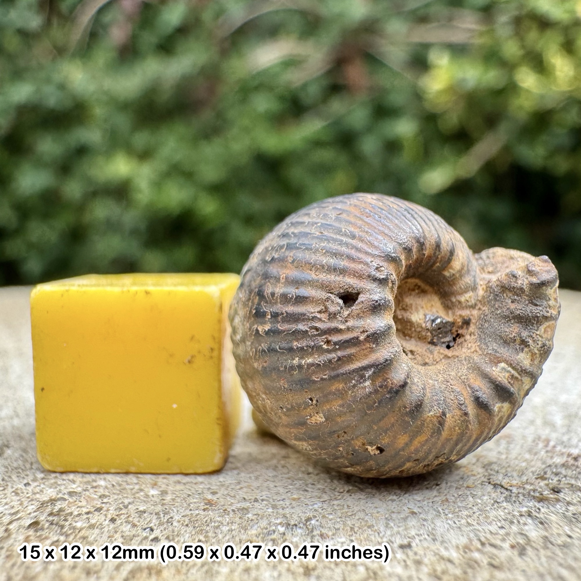 Olcostephanus asterias Ammonite Fossil Upper Valanginian Cretaceous Morocco Genuine Certified