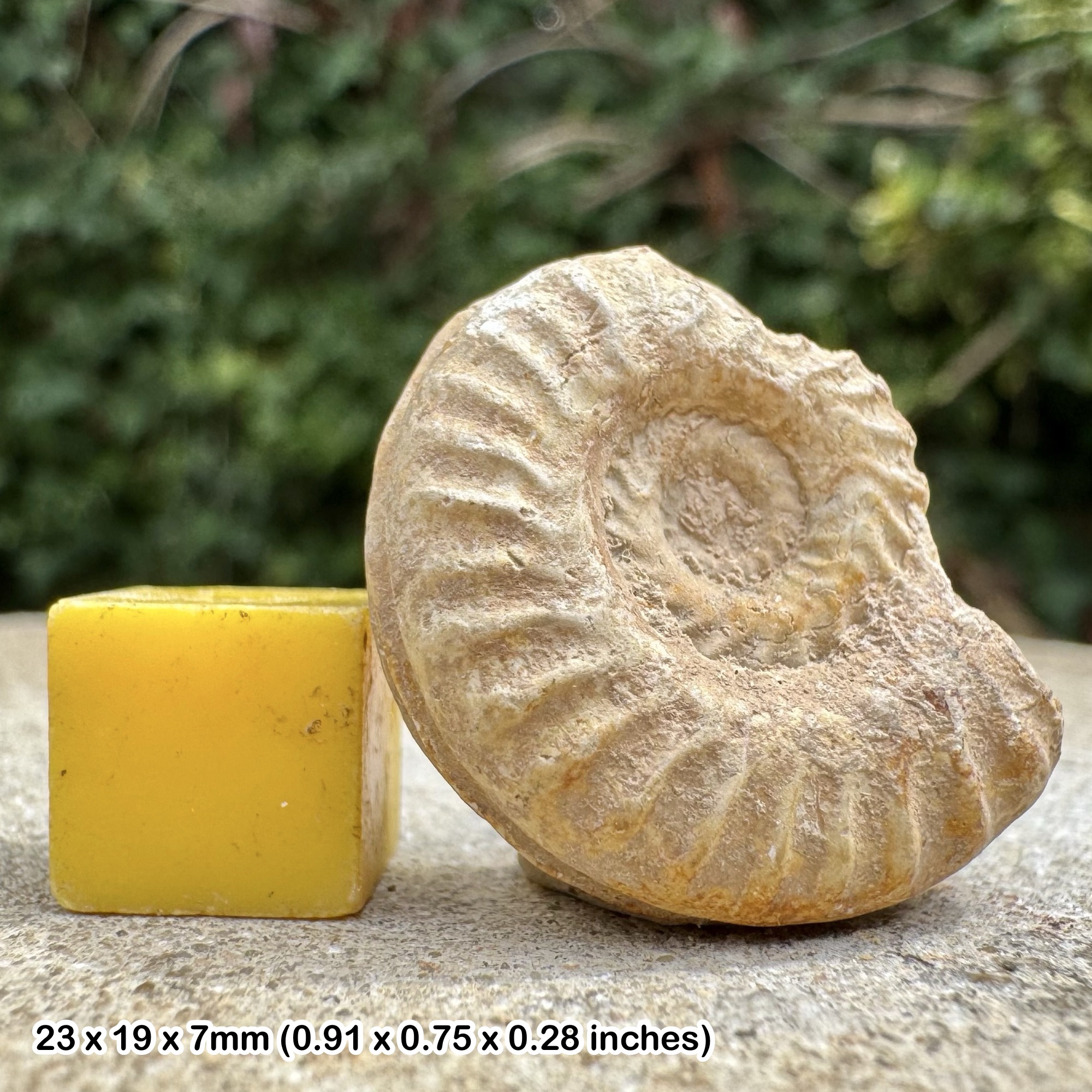 Catulloceras dumortieri Ammonite Fossil Upper Toarcian Jurassic Caen France Genuine Certified