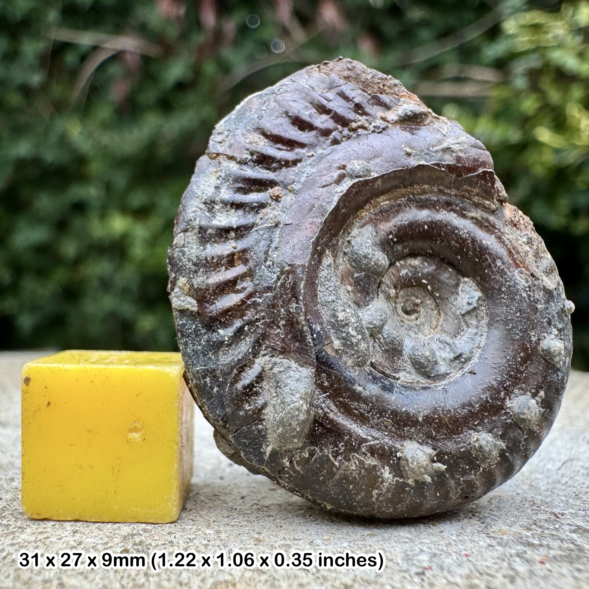 Hildoceras Ammonite Fossil Lower Toarcian Jurassic Lozere France Genuine Certified