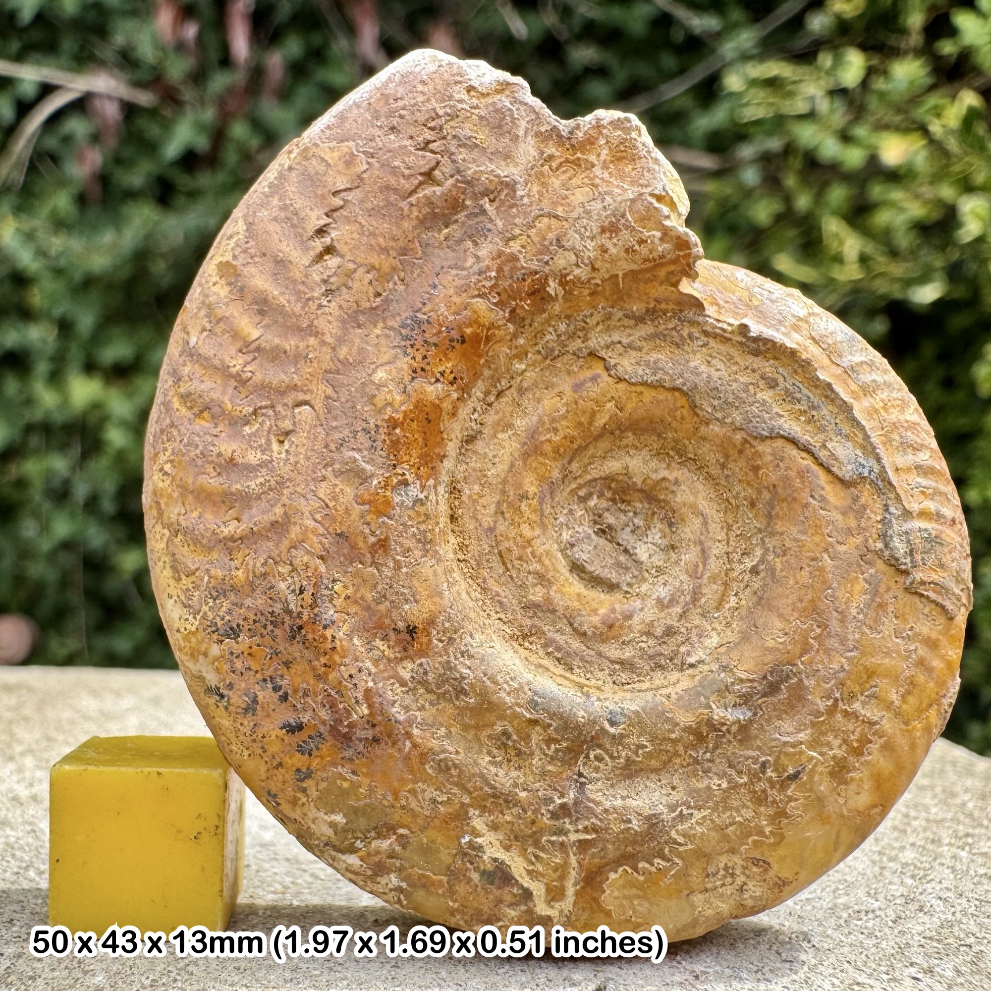 Hildoceras semipolitum Ammonite Fossil Jurassic France Genuine Specimen CAEN with COA