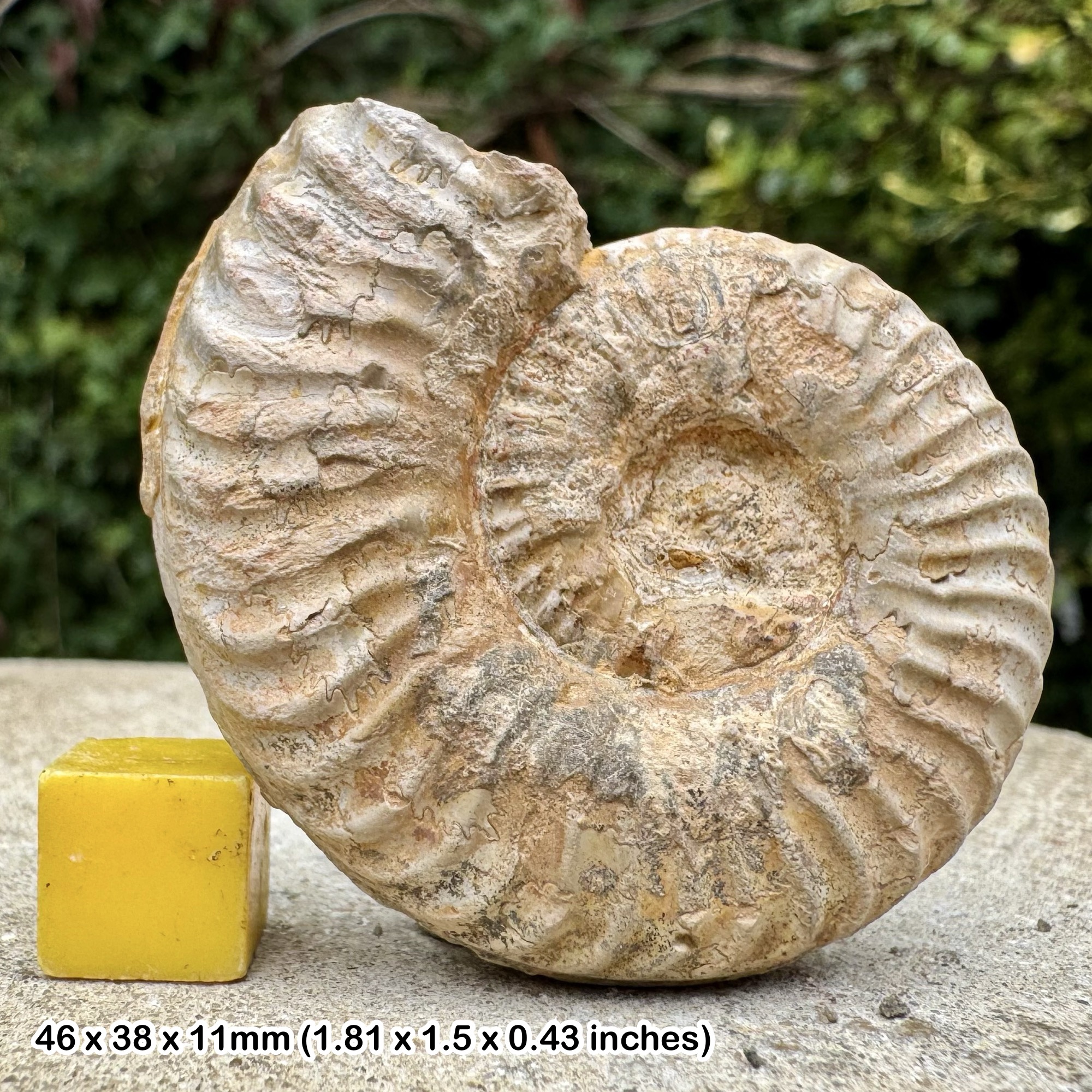 Rare Hildaites merleyi Ammonite Fossil, Upper Toarcian Stage Jurassic, Authentic Deux Sevres France Collectors Specimen with COA