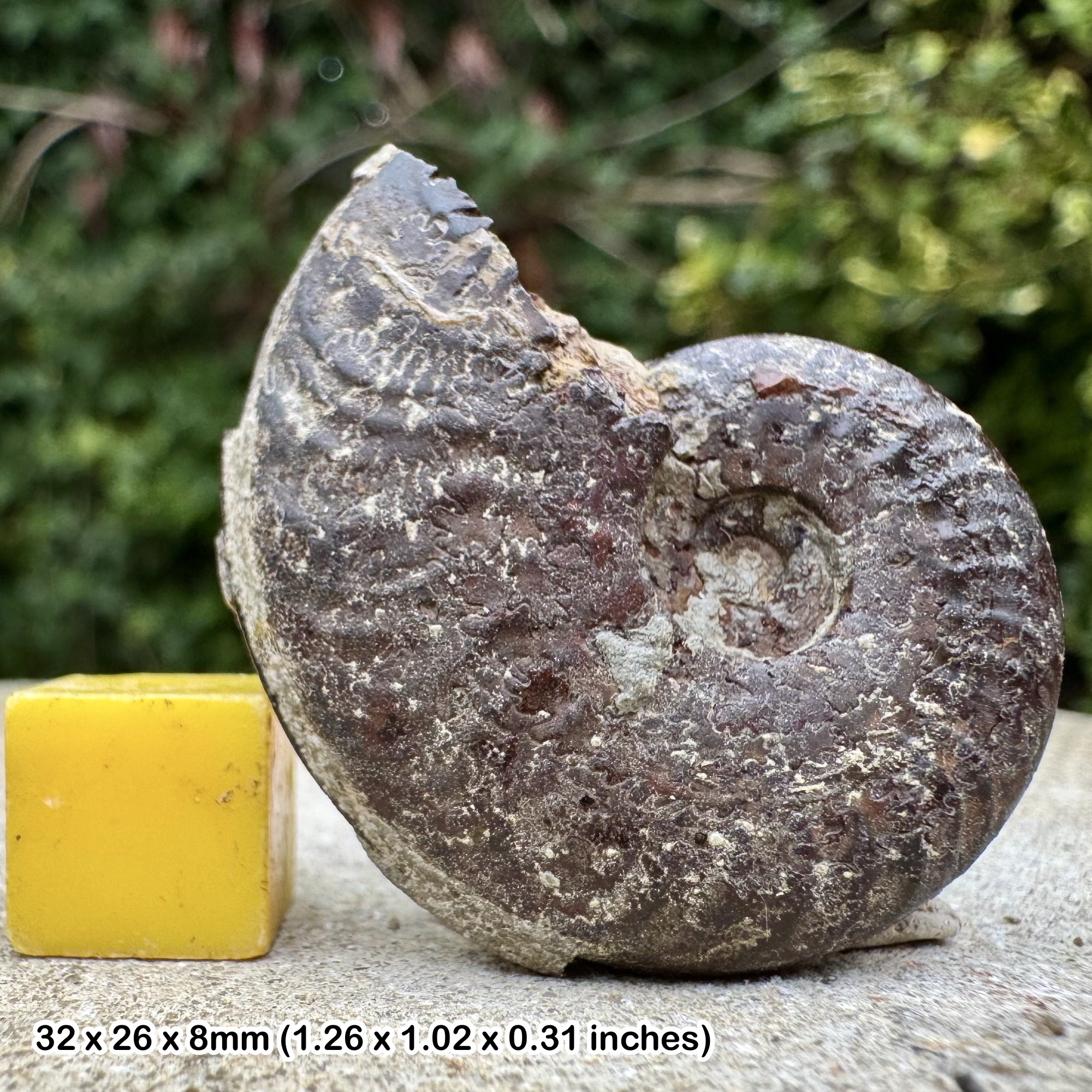 Rare Harpoceras subplanatum Ammonite Fossil, Middle Toarcian Stage Jurassic, Authentic Aveyron France Collectors Specimen with COA