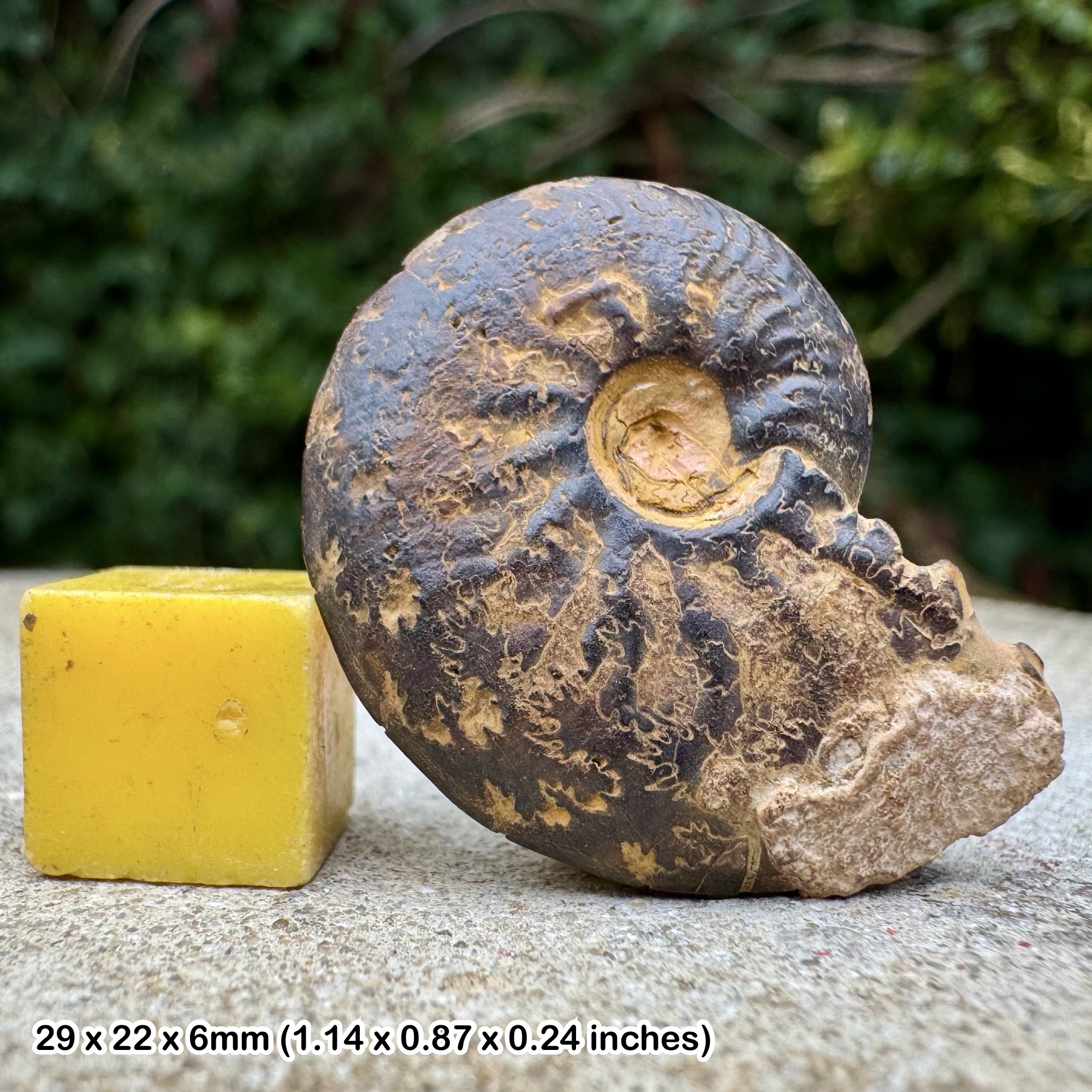 Rare Harpoceras elegans Ammonite Fossil, Aalenian Stage Jurassic, Authentic Morocco Collectors Piece with Certificate of Authenticity