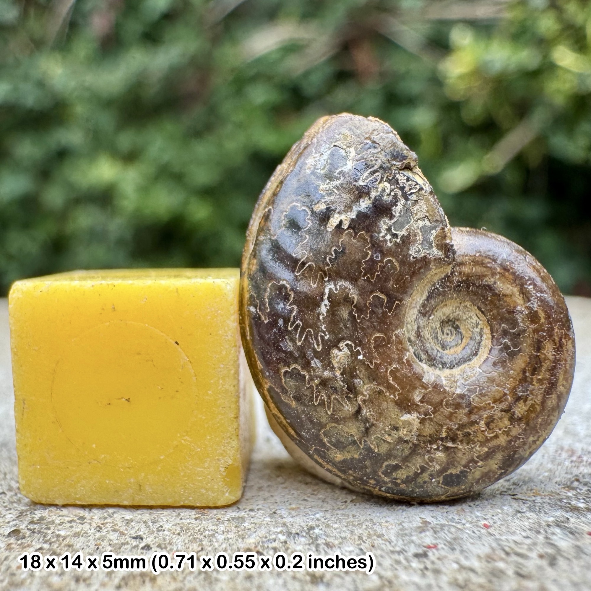 Rare Pseudogrammoceras Ammonite Fossil, Middle Toarcian Stage Jurassic, Authentic Aveyron France Collectors Specimen with COA