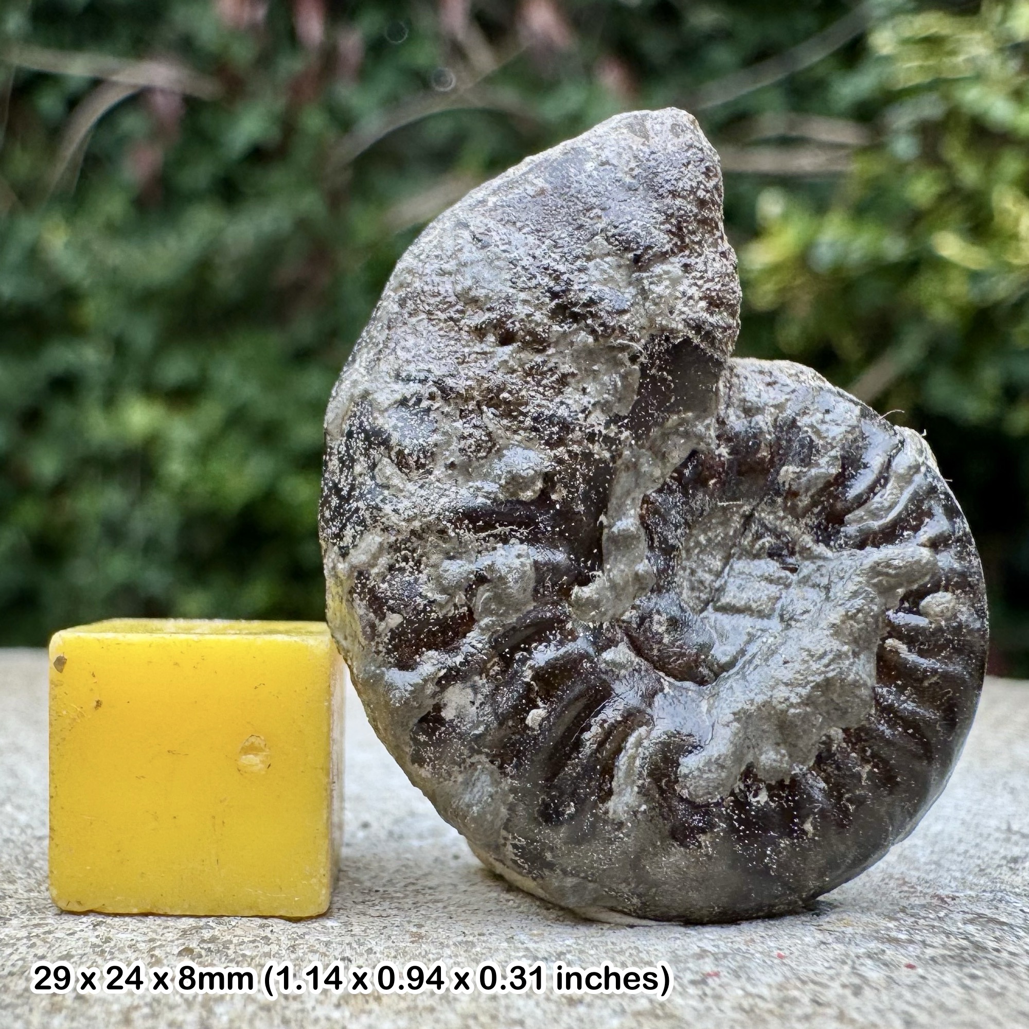 Rare Grammoceras thouarense Ammonite Fossil, Middle Toarcian Stage Jurassic, Authentic Aveyron France Collectors Specimen with COA