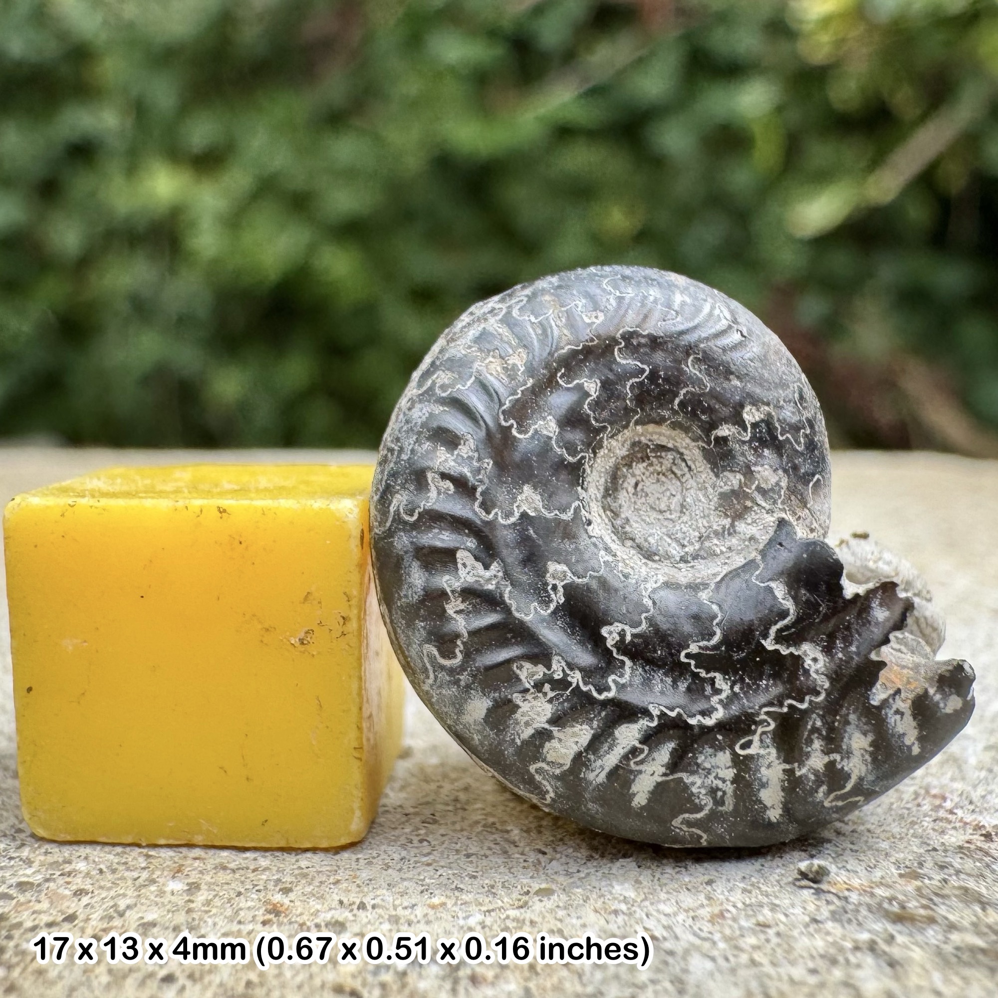 Rare Hildoceras Ammonite Fossil, Middle Toarcian Stage Jurassic, Authentic Spain Collectors Piece with Certificate of Authenticity
