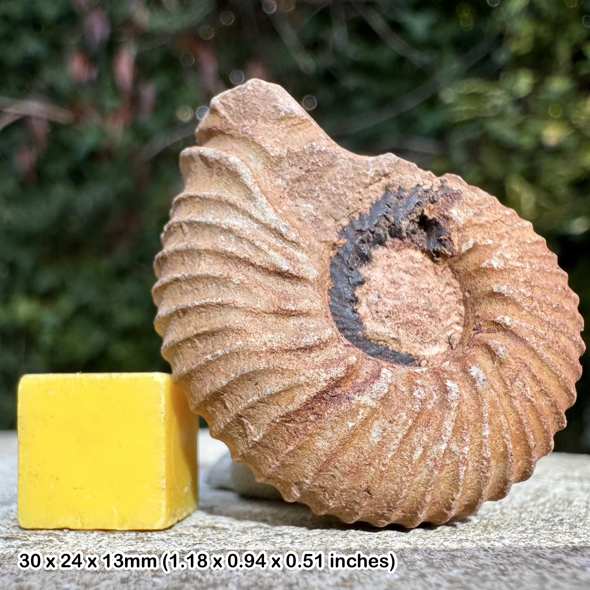 Rare Olcostephanus asteria Ammonite Fossil, Upper Valanginian Stage Early Cretaceous, Authentic Agadir Morocco Collectors Specimen with COA