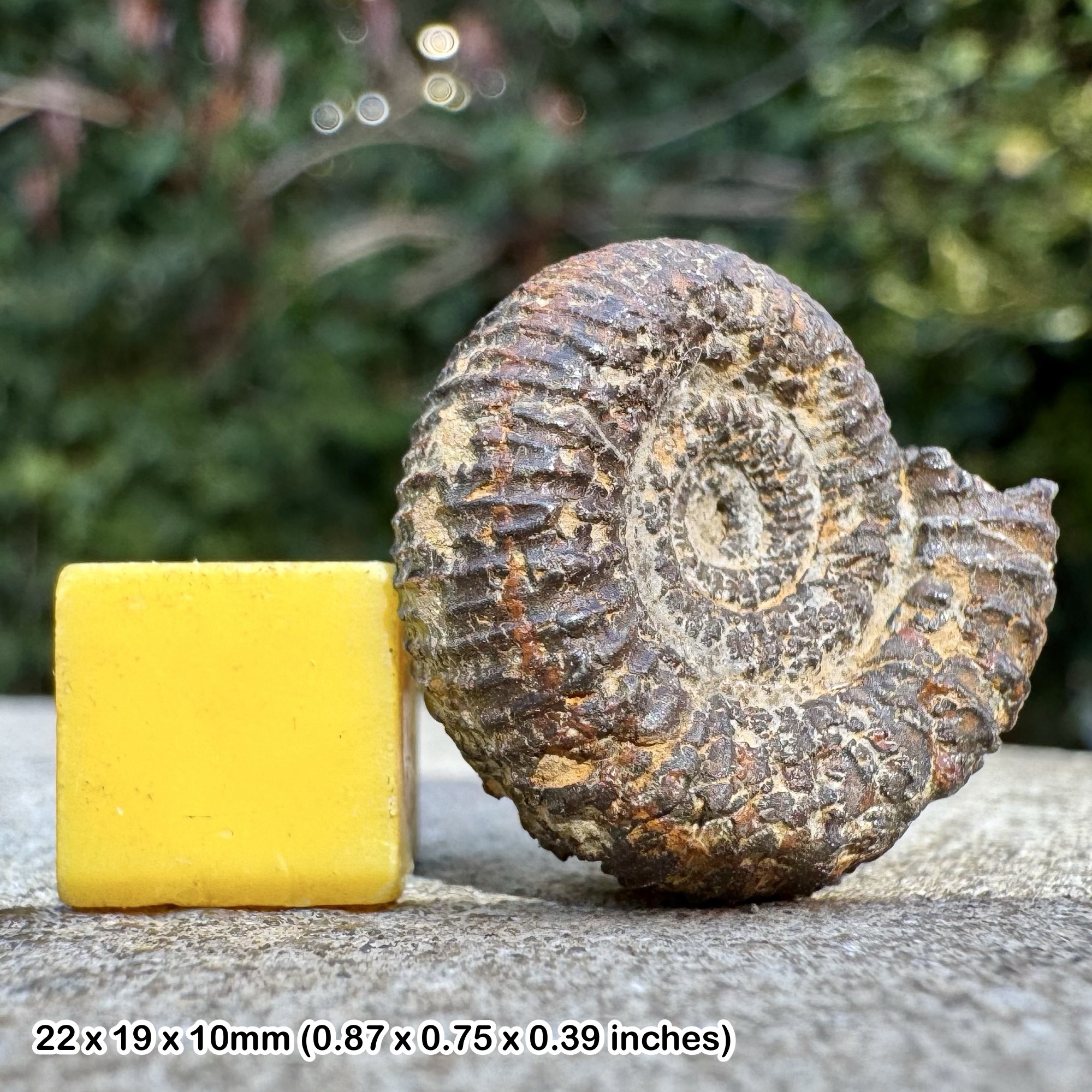 Rare Hemispiticeras Ammonite Fossil, Tithonian Stage Late Jurassic, Authentic Madagascar Collectors Piece with Certificate of Authenticity
