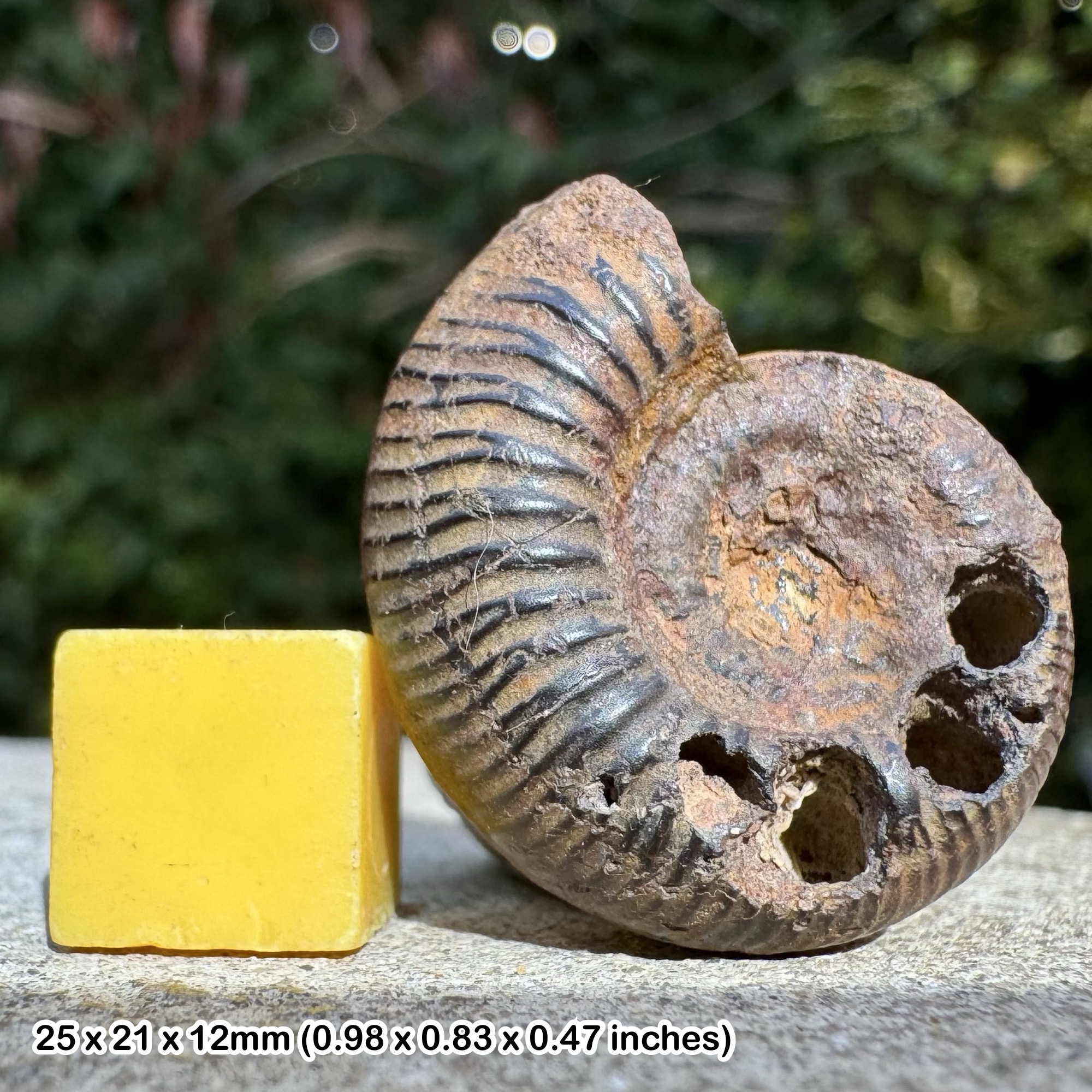 Rare Hlawiceras platyrrynum Ammonite Fossil, Upper Bajocian Stage Jurassic, Authentic France Collectors Specimen with COA