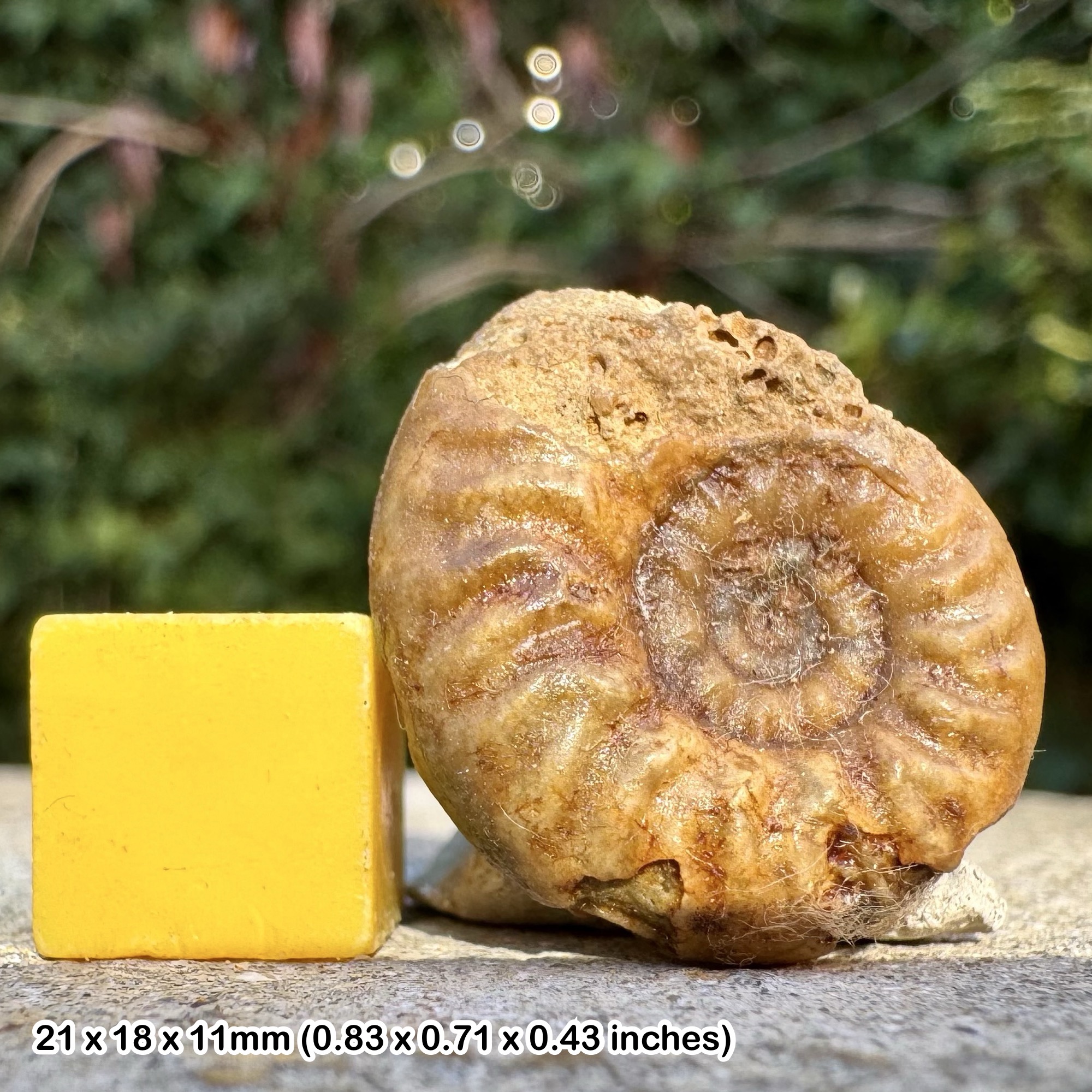 Rare Canavarella bellophorum Ammonite Fossil, Middle Bajocian Stage Jurassic, Authentic Burton Bradstock United Kingdom Specimen with COA