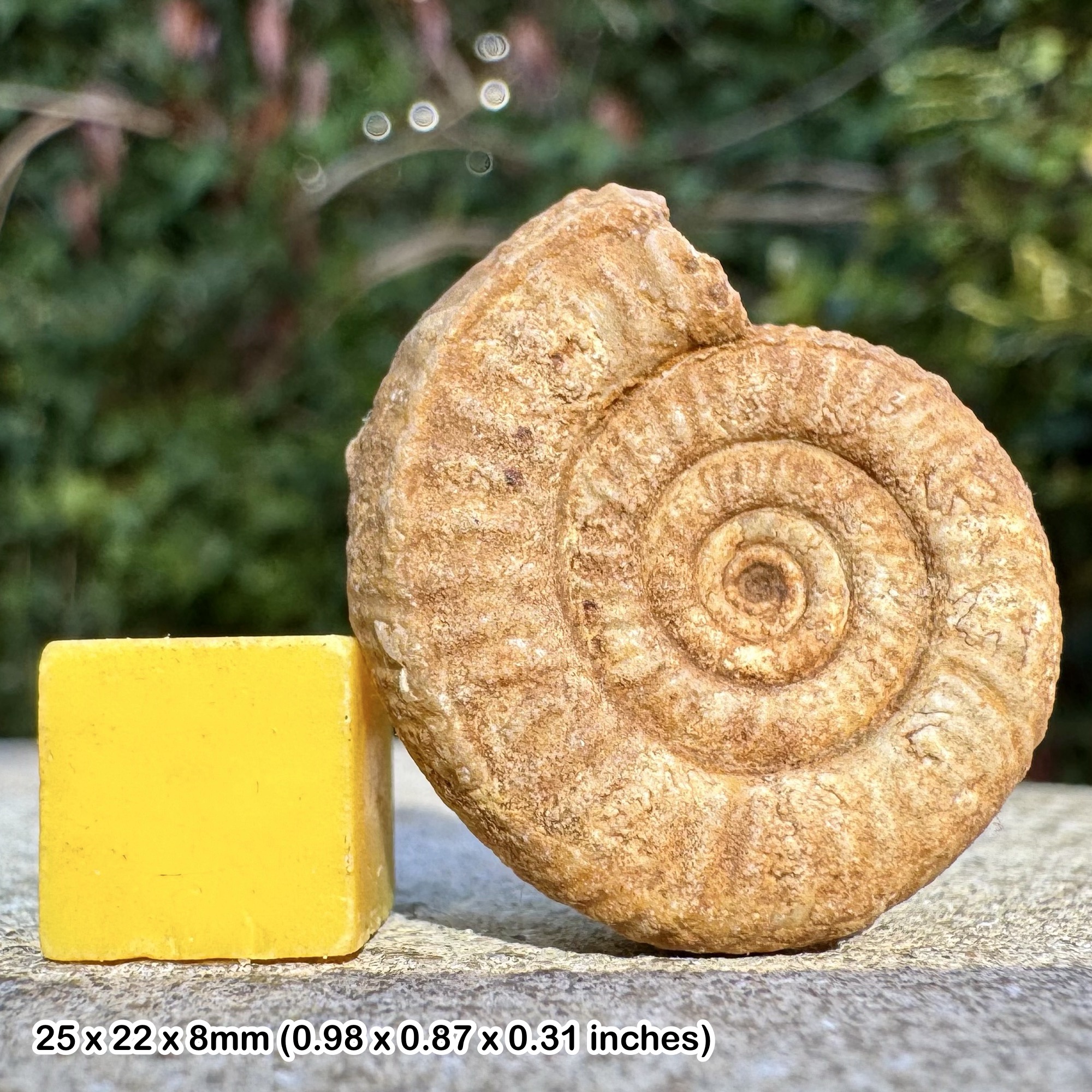 Rare Cliestosphinctes paucicosta Ammonite Fossil, Upper Bajocian Stage Jurassic, Authentic Evrecy Calvados France Collectors Piece with COA