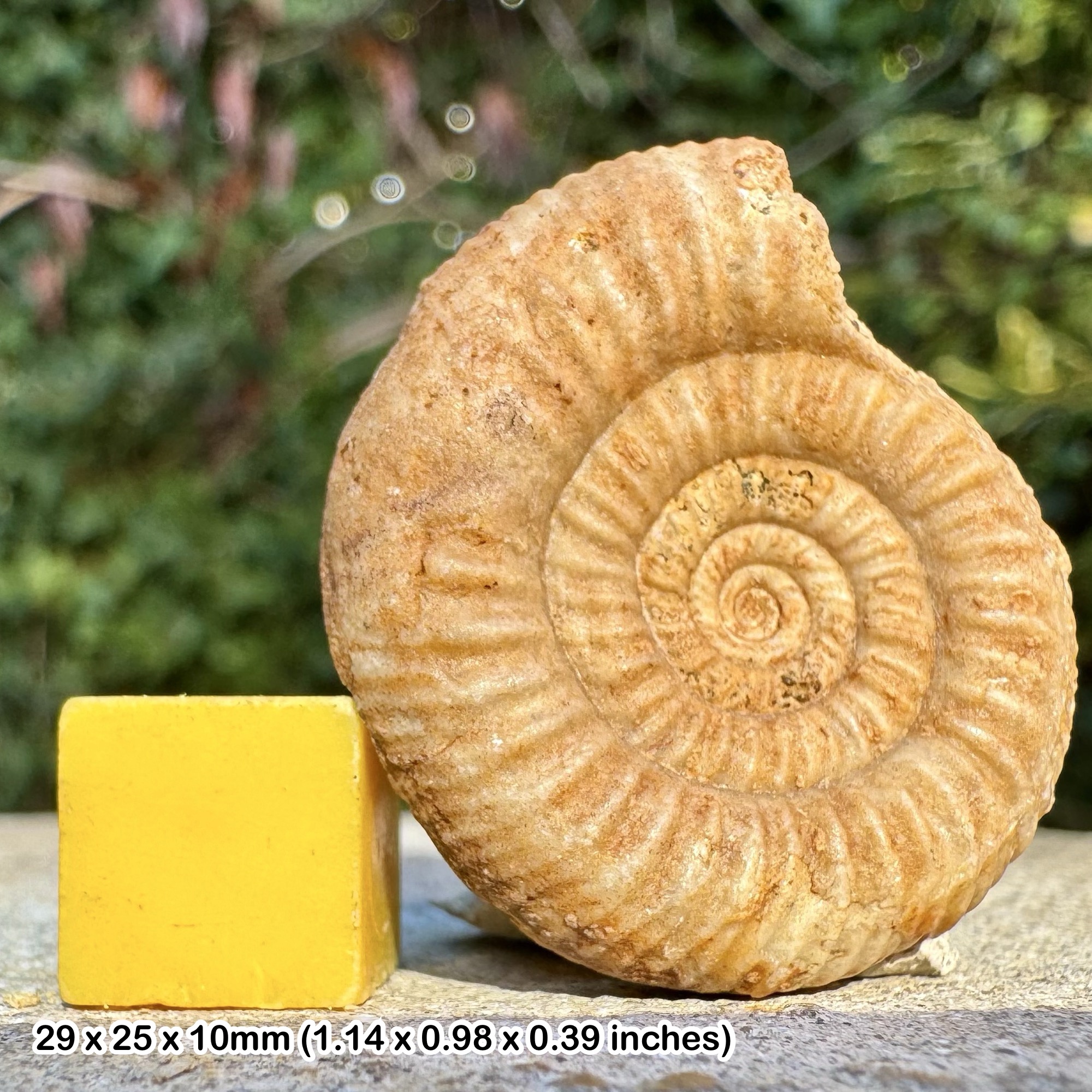 Rare Microbajocisphinctes bigotoides Ammonite Fossil, Upper Bajocian Stage Jurassic, Authentic Evrecy Calvados France Collectors Specimen