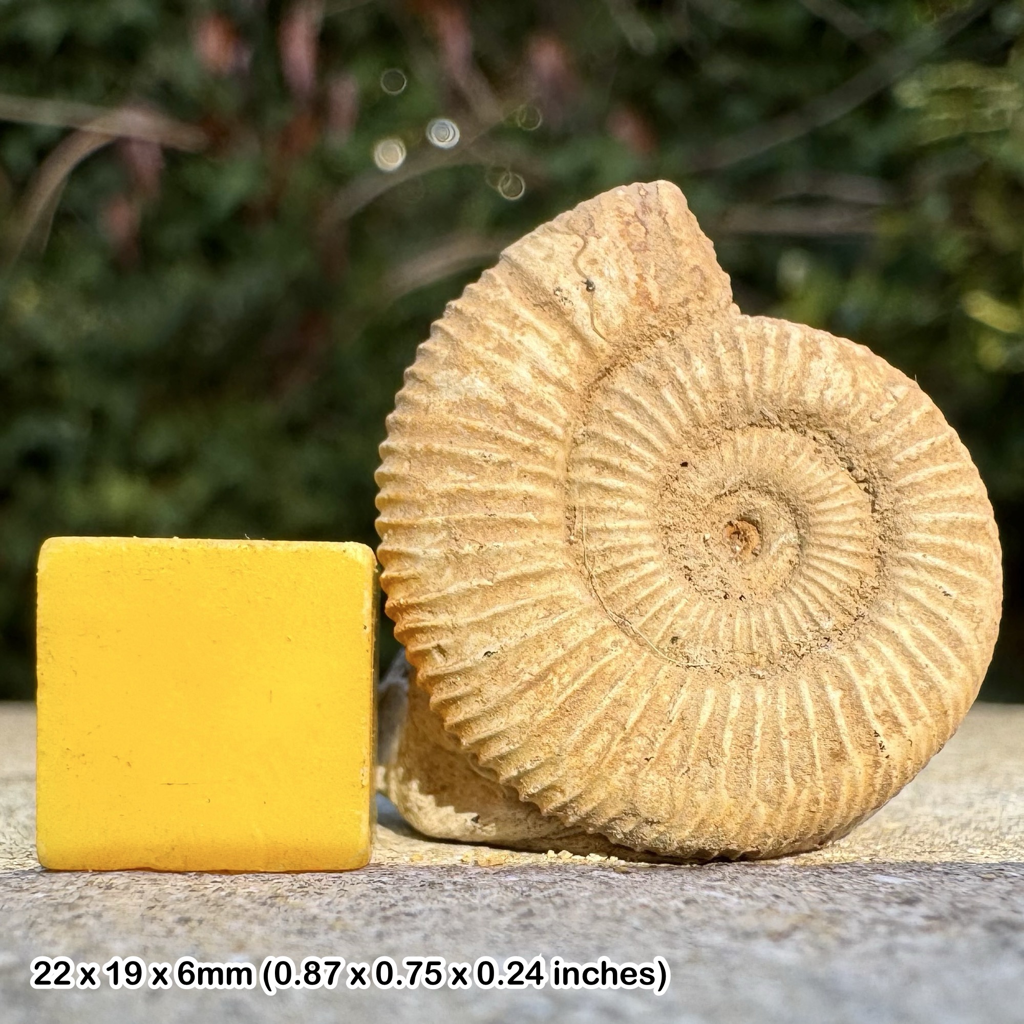 Rare Vermisphinctes Ammonite Fossil, Upper Bajocian Stage Jurassic, Authentic Caen France Collectors Piece with Certificate of Authenticity