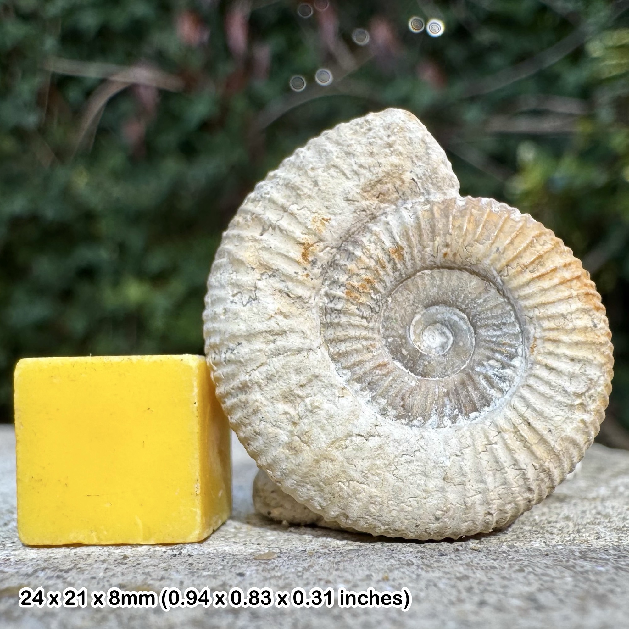 Rare Leptosphinctes subfurcatum (juvenile) Ammonite Fossil, Middle Bajocian Stage Jurassic, Authentic Normandy France Specimen