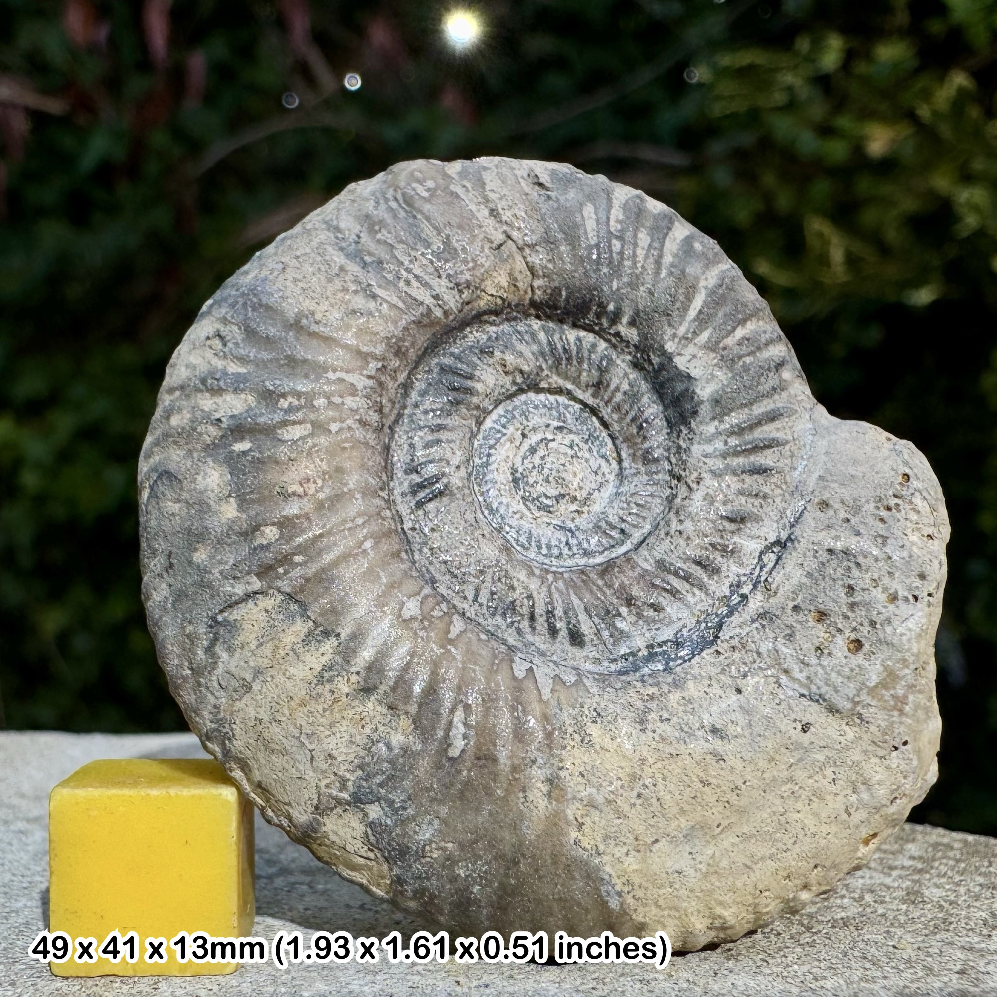 Rare Skolekostephanus paolinum Ammonite Fossil, Middle Bajocian Jurassic, Authentic Burton Bradstock United Kingdom