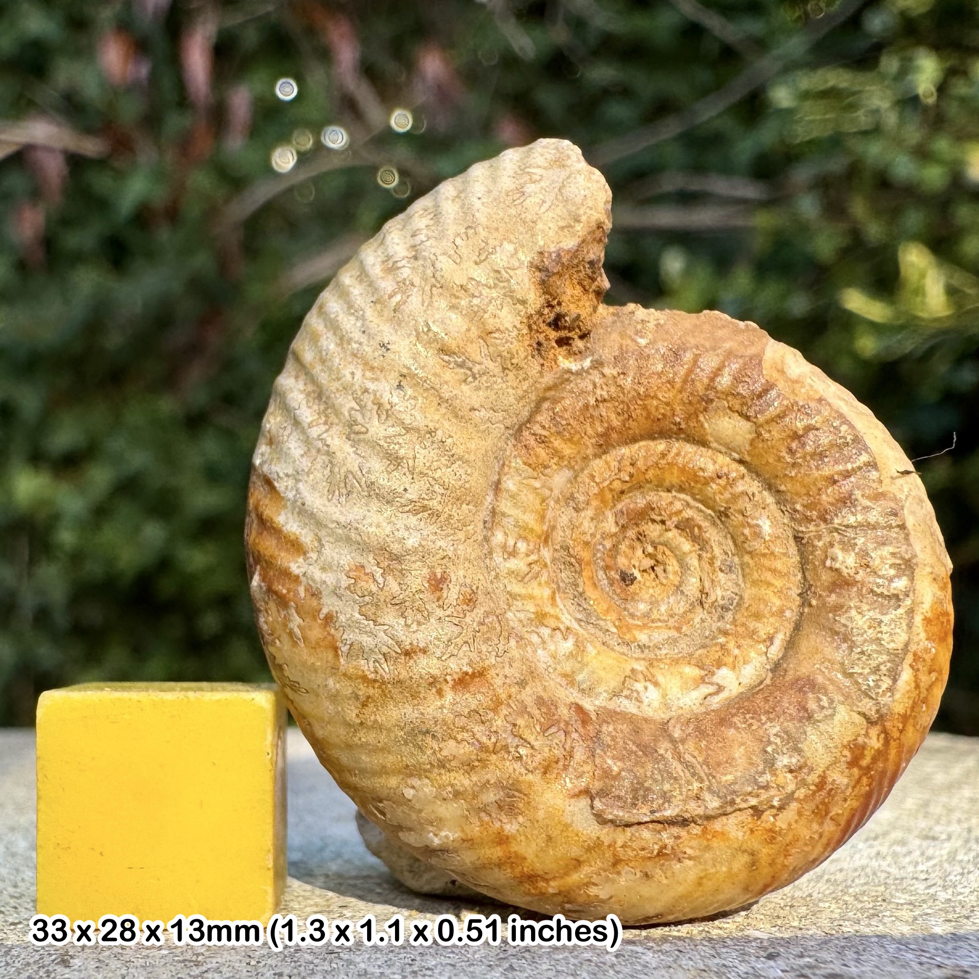Rare Prorsisphinctes pseudomartinsi Ammonite Fossil, Bajocian Jurassic, Evrecy Calvados France Authentic Specimen with Certificate