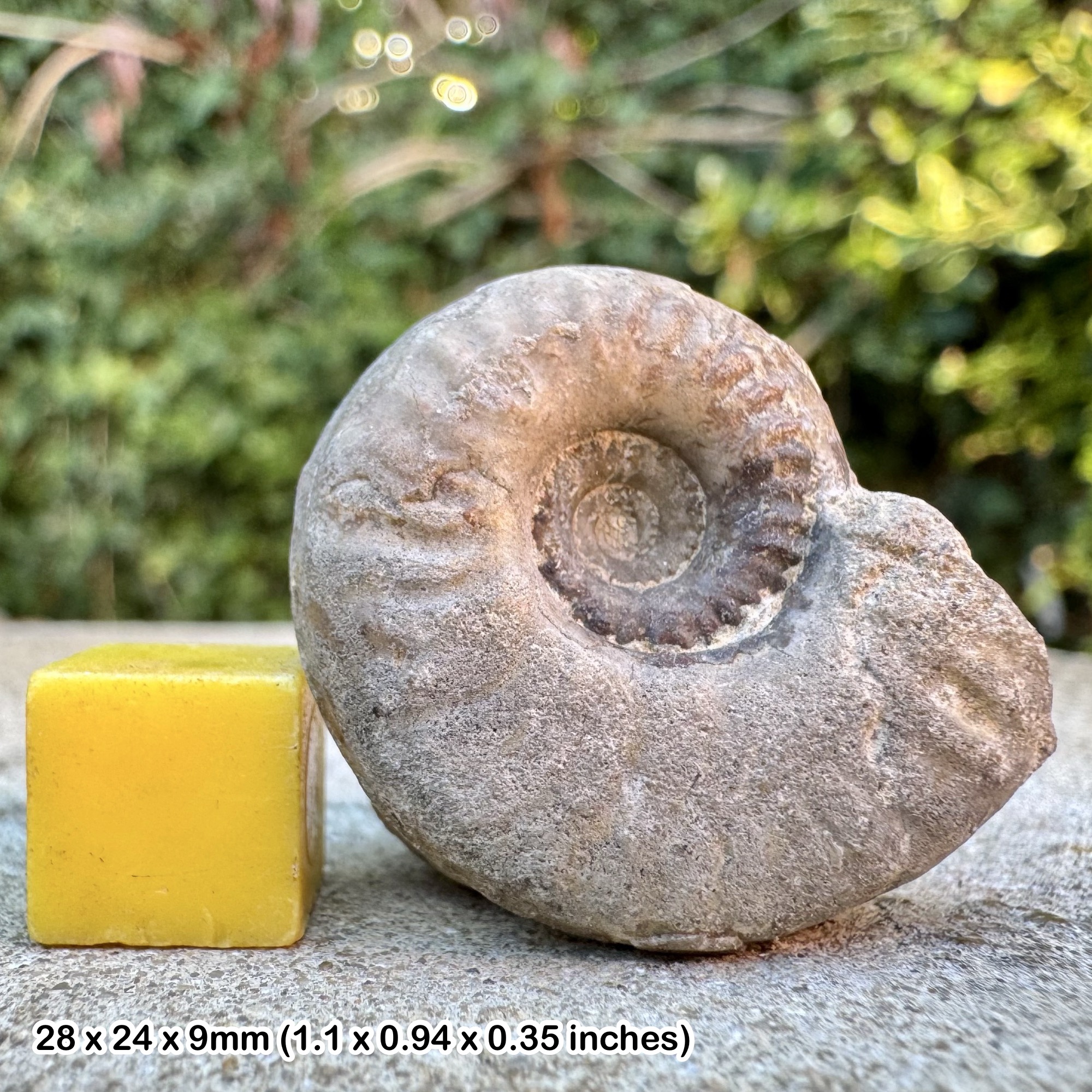 Rare Pelekodites pelekus Ammonite Fossil from the Middle Bajocian Stage Jurassic of Madagascar