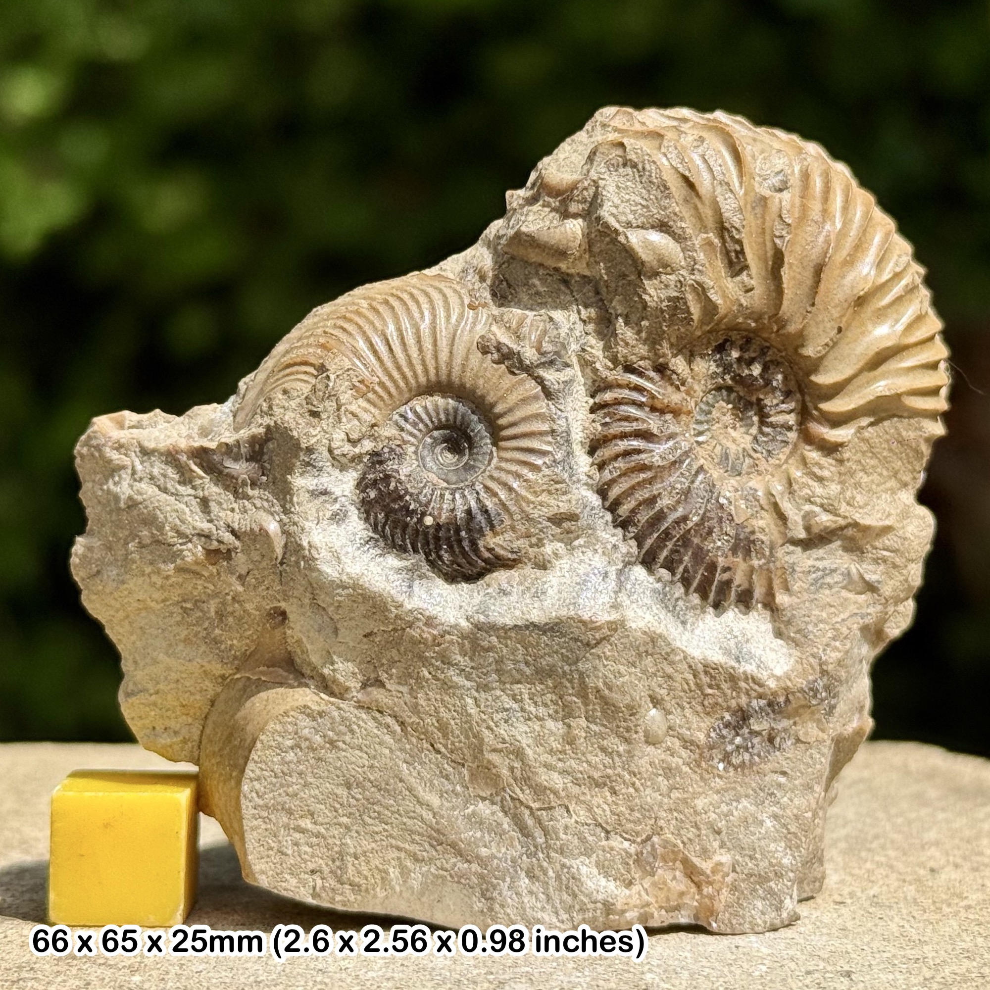 Cardioceras buckowskii Fossil Ammonite Lower Oxfordian Jurassic Scarborough Yorkshire United Kingdom