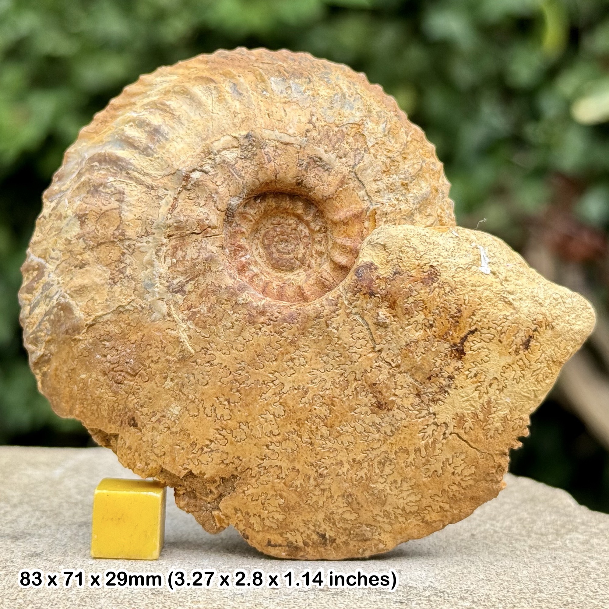 Cardioceras persecans Fossil Ammonite Lower Oxfordian Jurassic Ardennes France Authentic Specimen