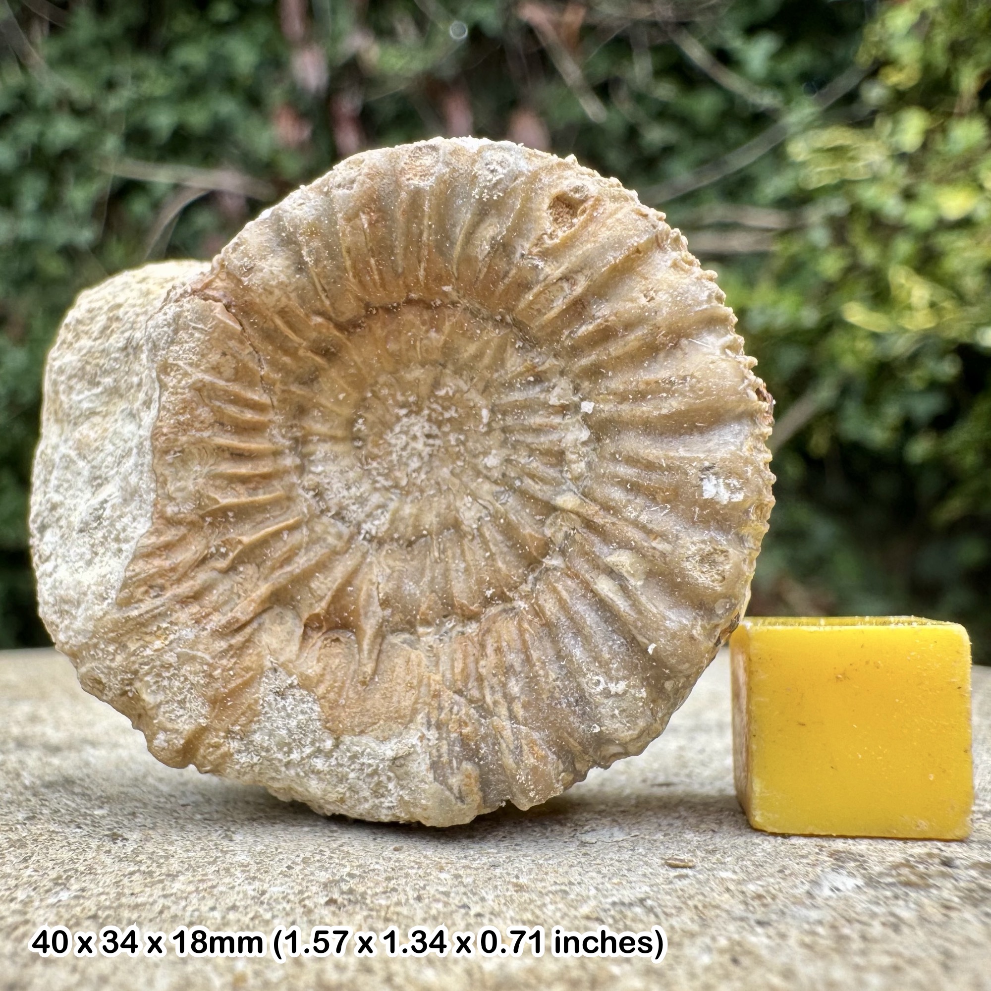 Rare Peronopsis acanthopsis Fossil Ammonite Jurassic Toarcian Ilminster Somerset UK