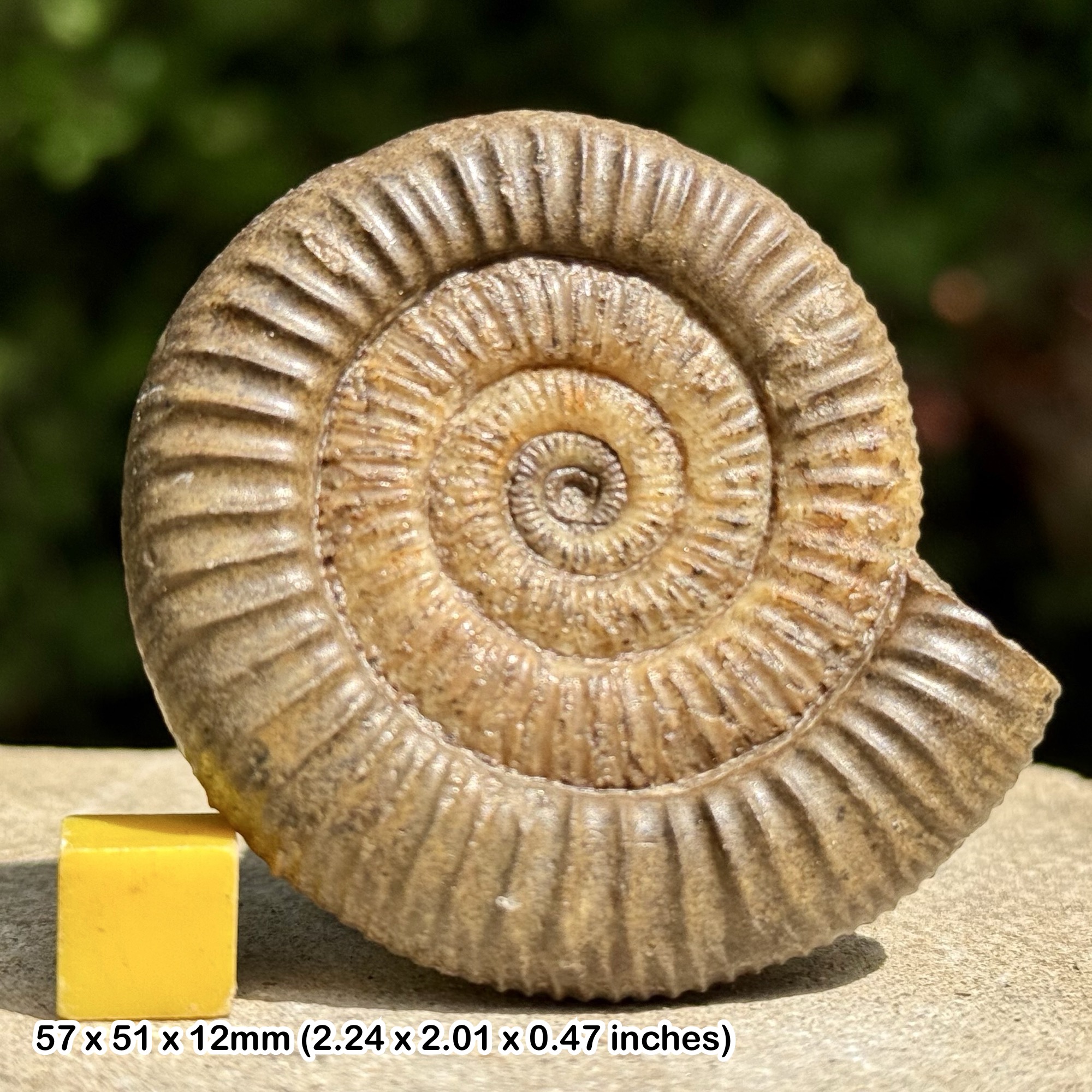 Very Rare Dactylioceras holandrei Fossil Ammonite Jurassic Middle Toarcian Germany